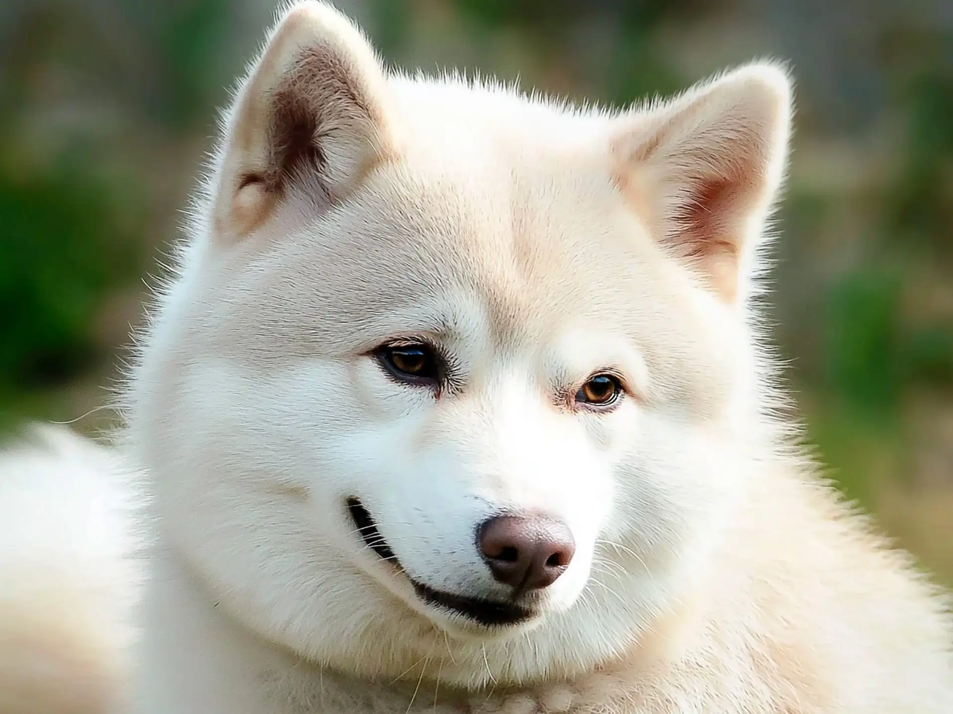 Close-up of a Hokkaido dog’s face with soft cream fur and gentle expression, highlighting its pointed ears