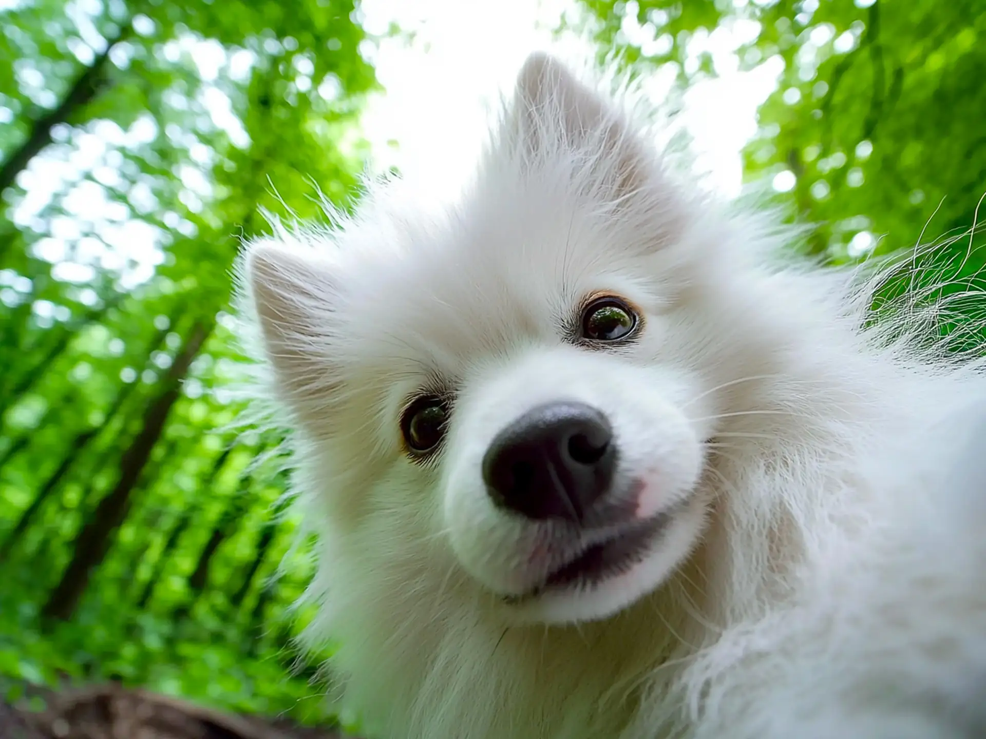 Close-up of a playful Japanese Spitz looking directly at the camera with a forest backdrop