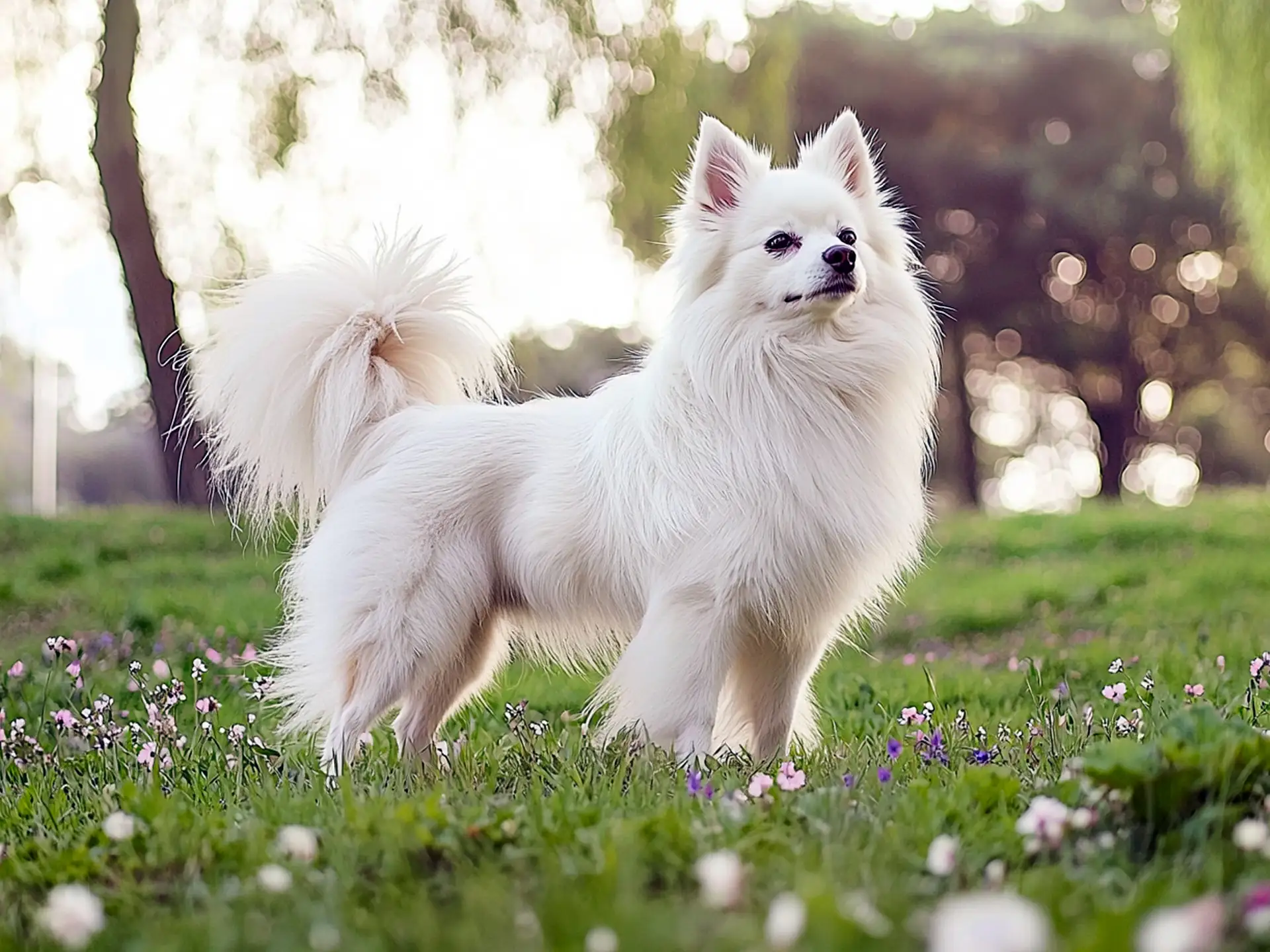 Elegant Japanese Spitz standing in a field of flowers, displaying its fluffy white coat and plumed tail