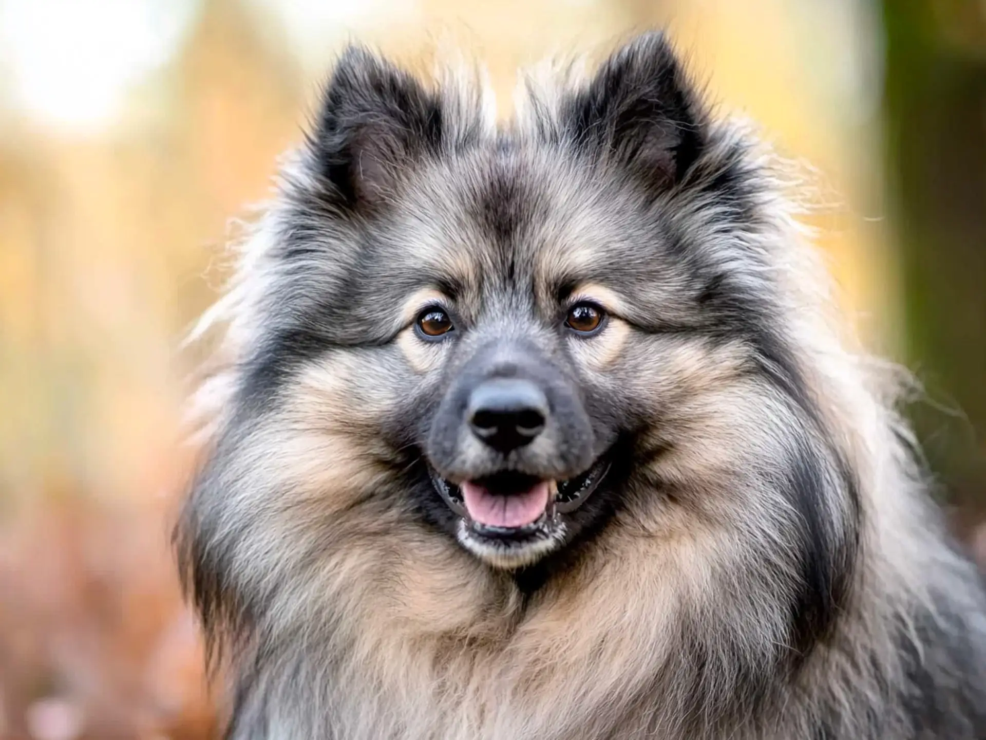 Close-up of a Keeshond's face with a thick gray and cream fur coat and happy expression