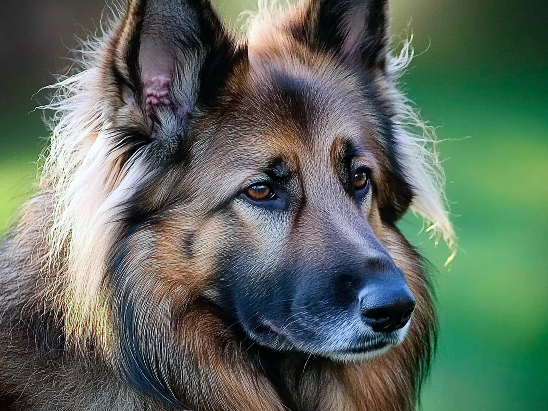 Close-up of a King Shepherd with a lush mane, looking contemplative in a green background.