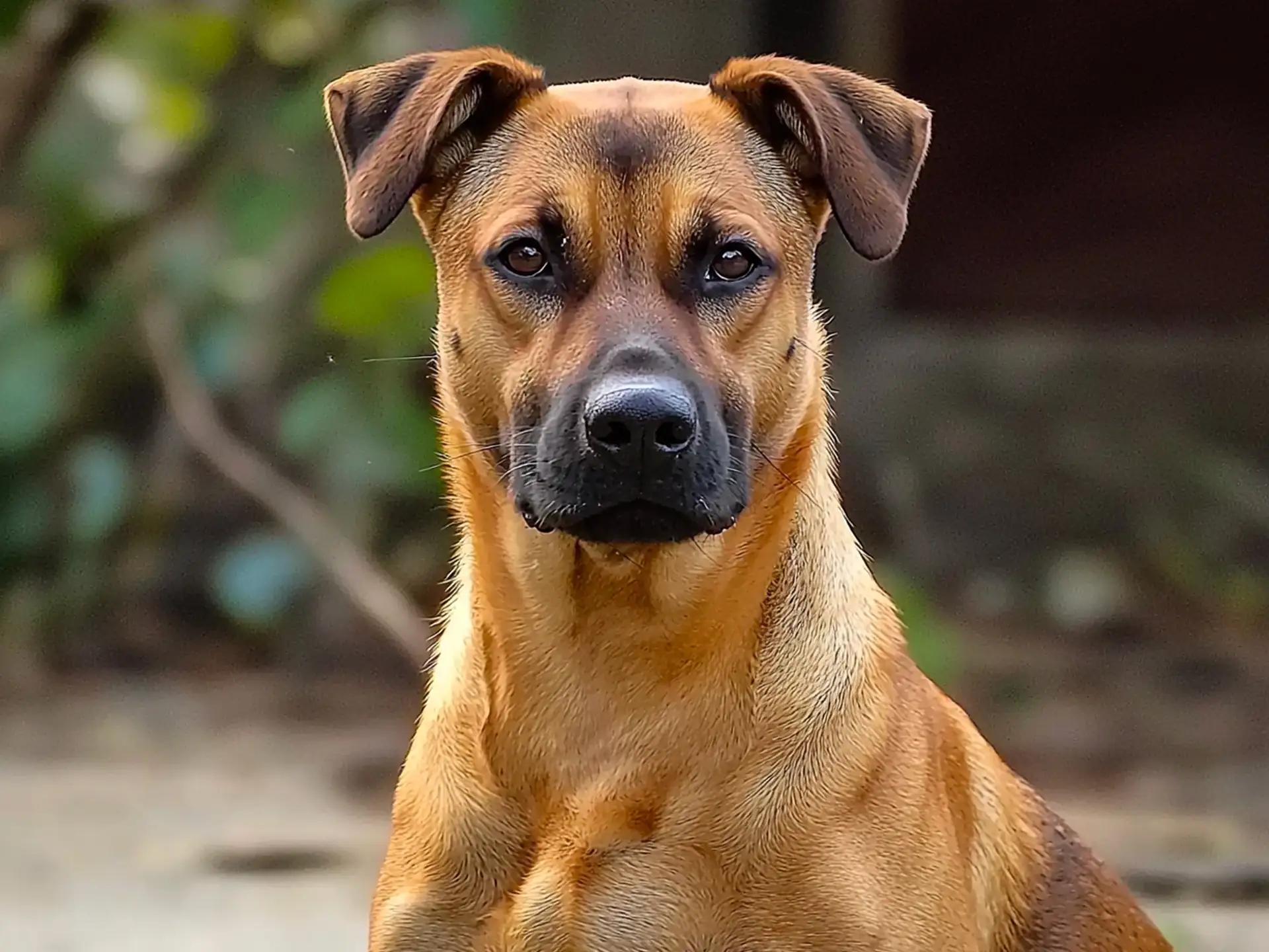 Close-up of a Kombai dog with a muscular build, tan coat, and alert expression