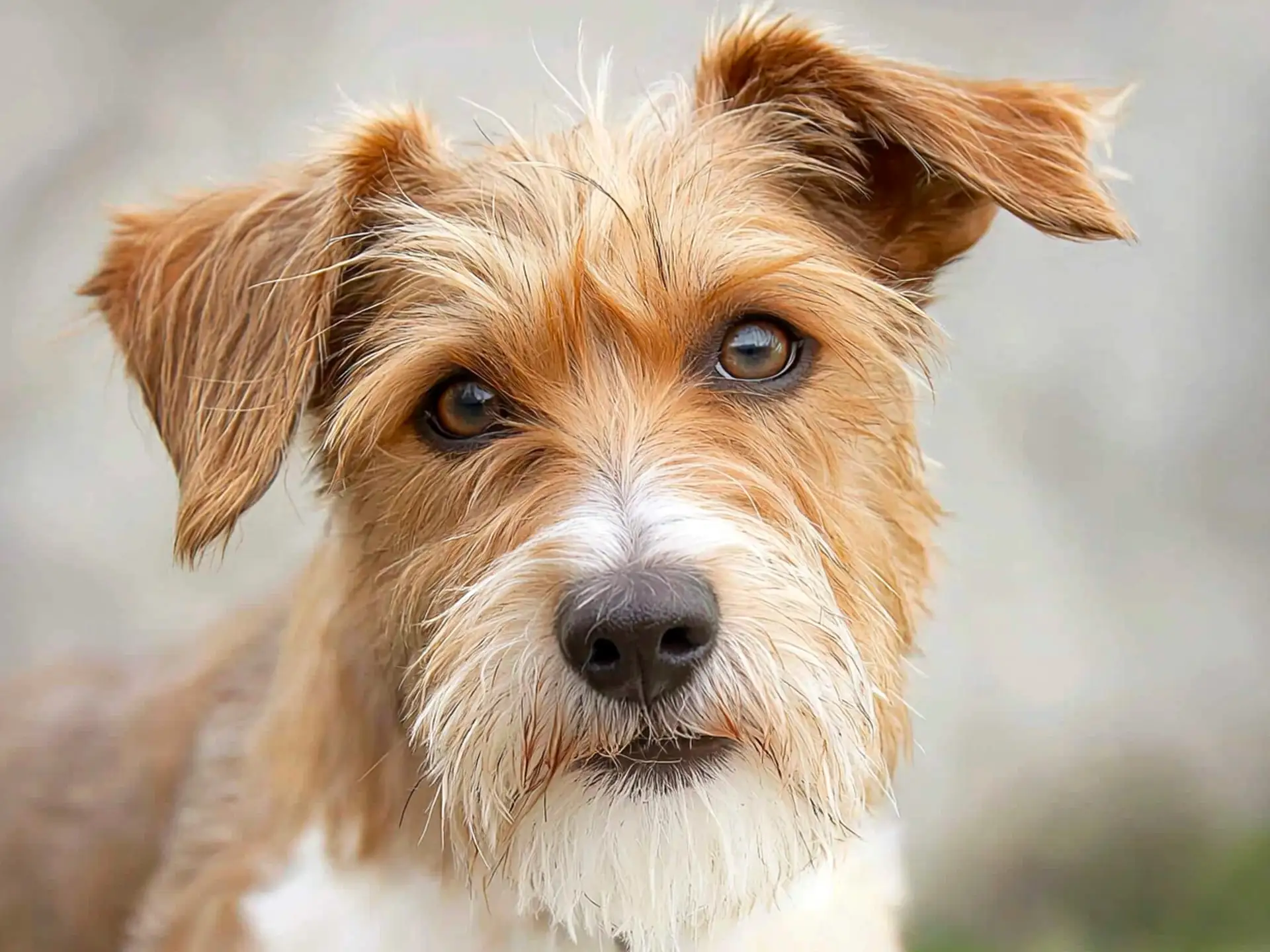 Close-up portrait of a Kromfohrländer's face, highlighting its expressive brown eyes, scruffy muzzle, and fluffy ears