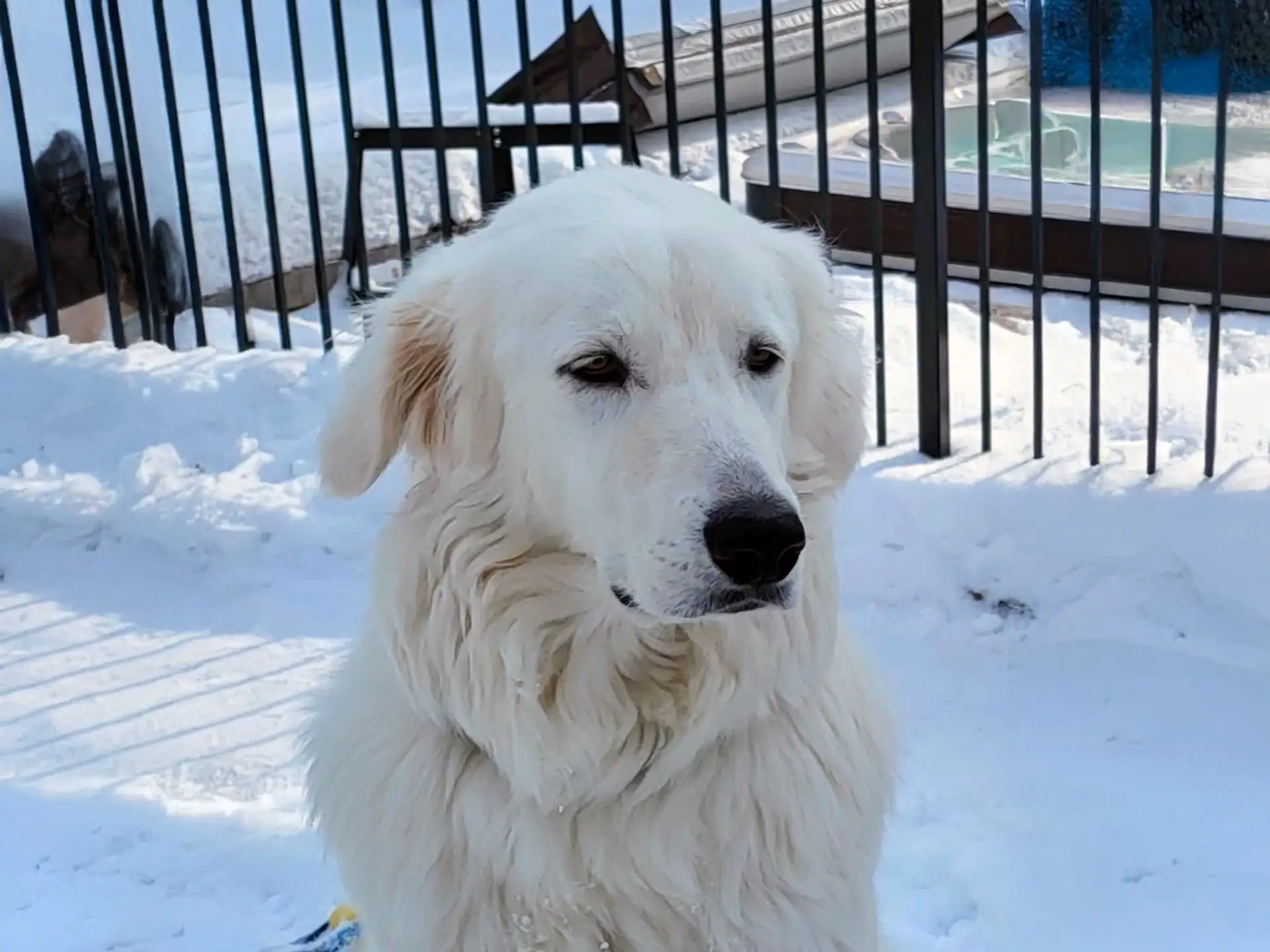 Kuvasz dog sitting in a snowy outdoor setting, showcasing its thick white fur and strong build