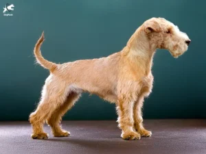 Lakeland Terrier Dog breed full body view standing against green background