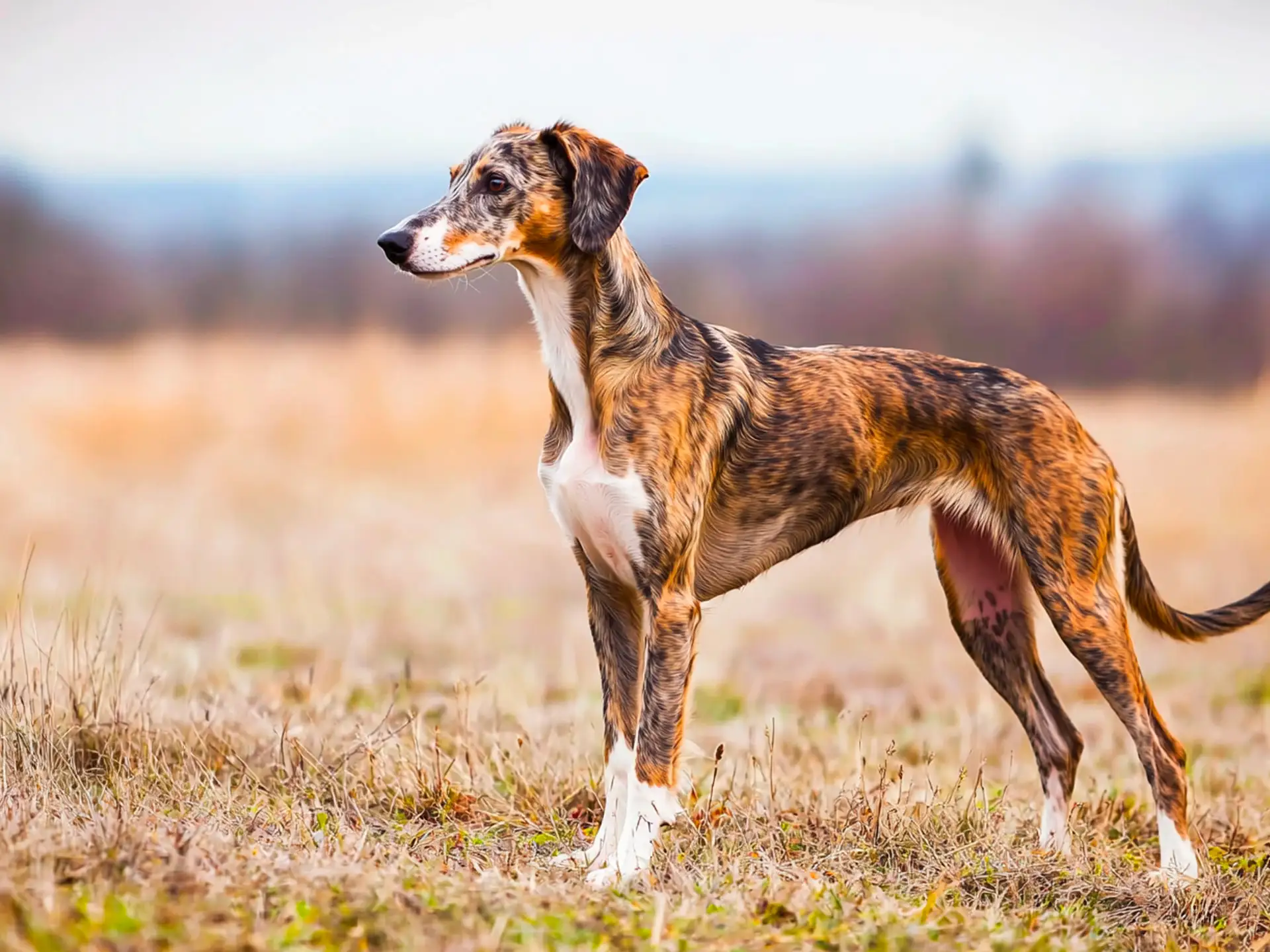 Full-body side view of a Lurcher dog with a lean, athletic build standing in a field