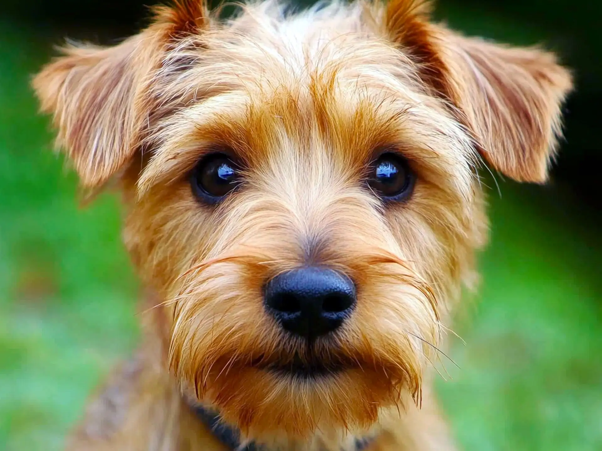 Close-up of a Norfolk Terrier with bright eyes and a scruffy golden-brown coat, standing outdoors