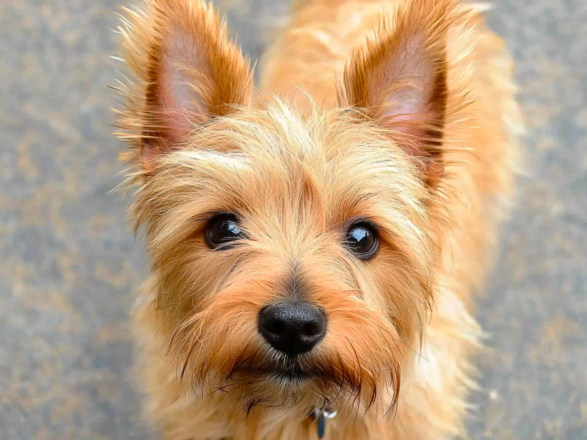 Norwich Terrier with pointed ears and a scruffy golden-brown coat, looking directly into the camera