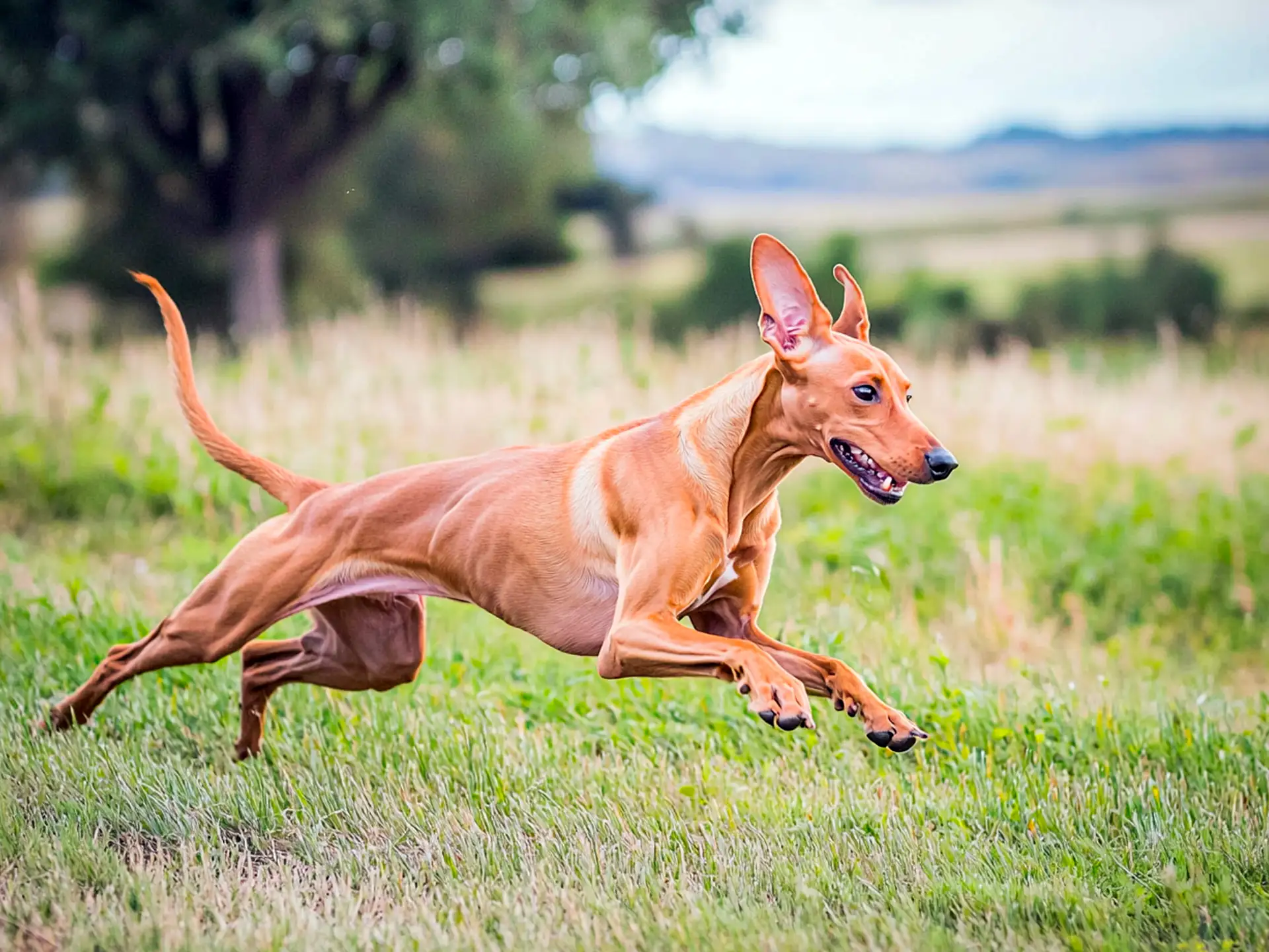 Pharaoh Hound running gracefully in a field, showcasing its lean and athletic build