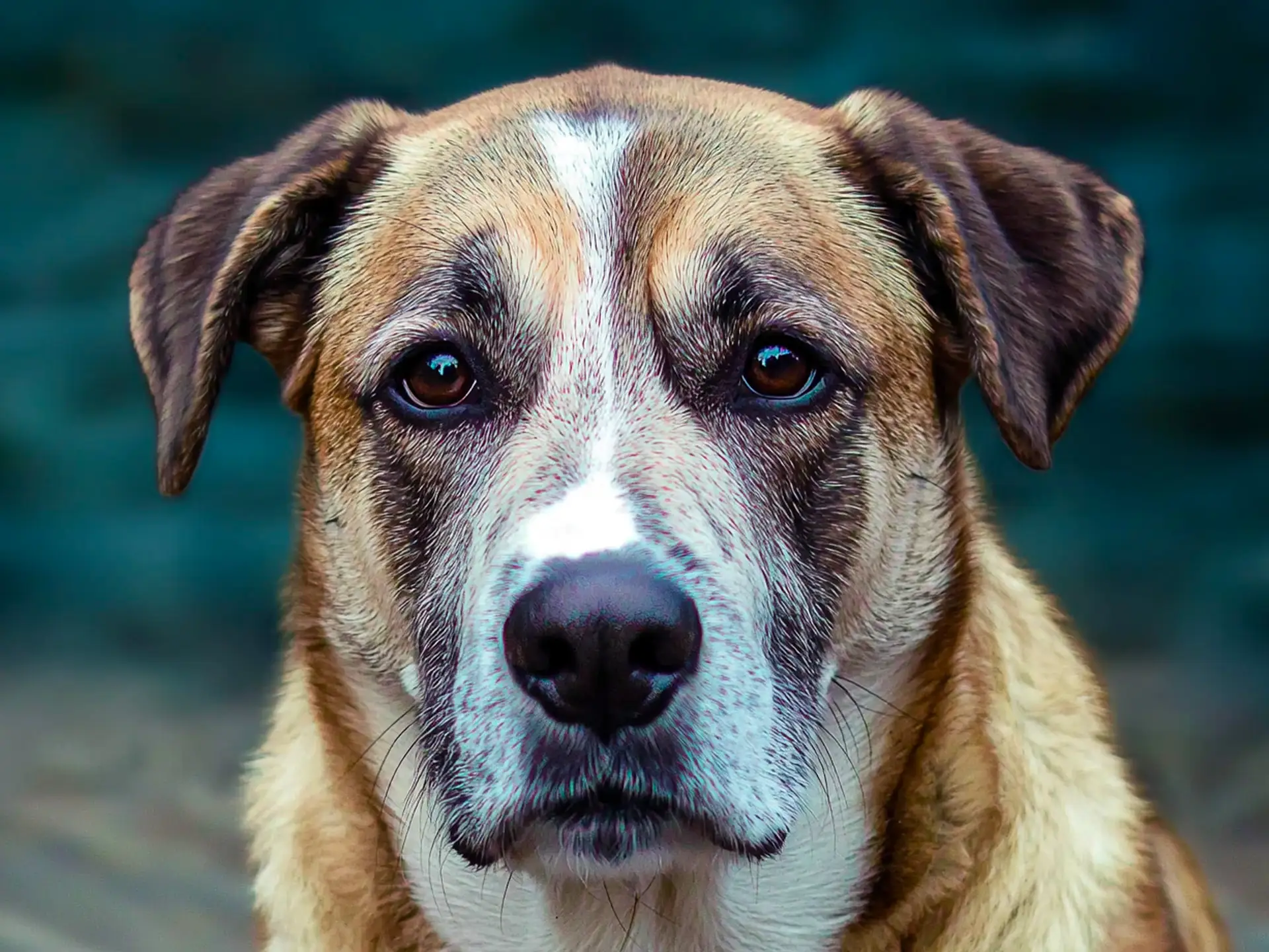 Close-up of a Rafeiro do Alentejo's face, highlighting its calm expression and sturdy, thick fur