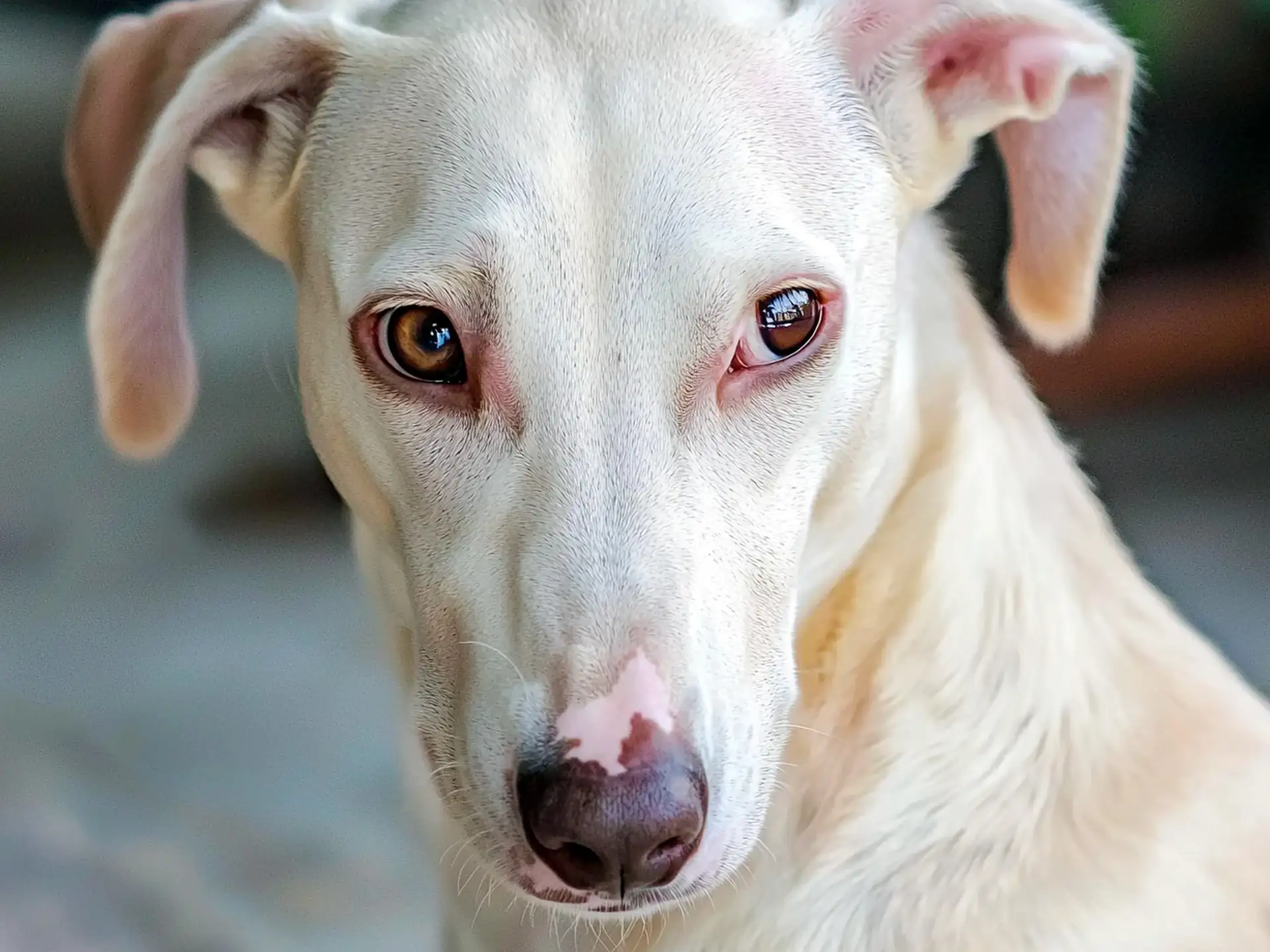 Close-up of a Rajapalayam dog with its pale white coat and amber eyes