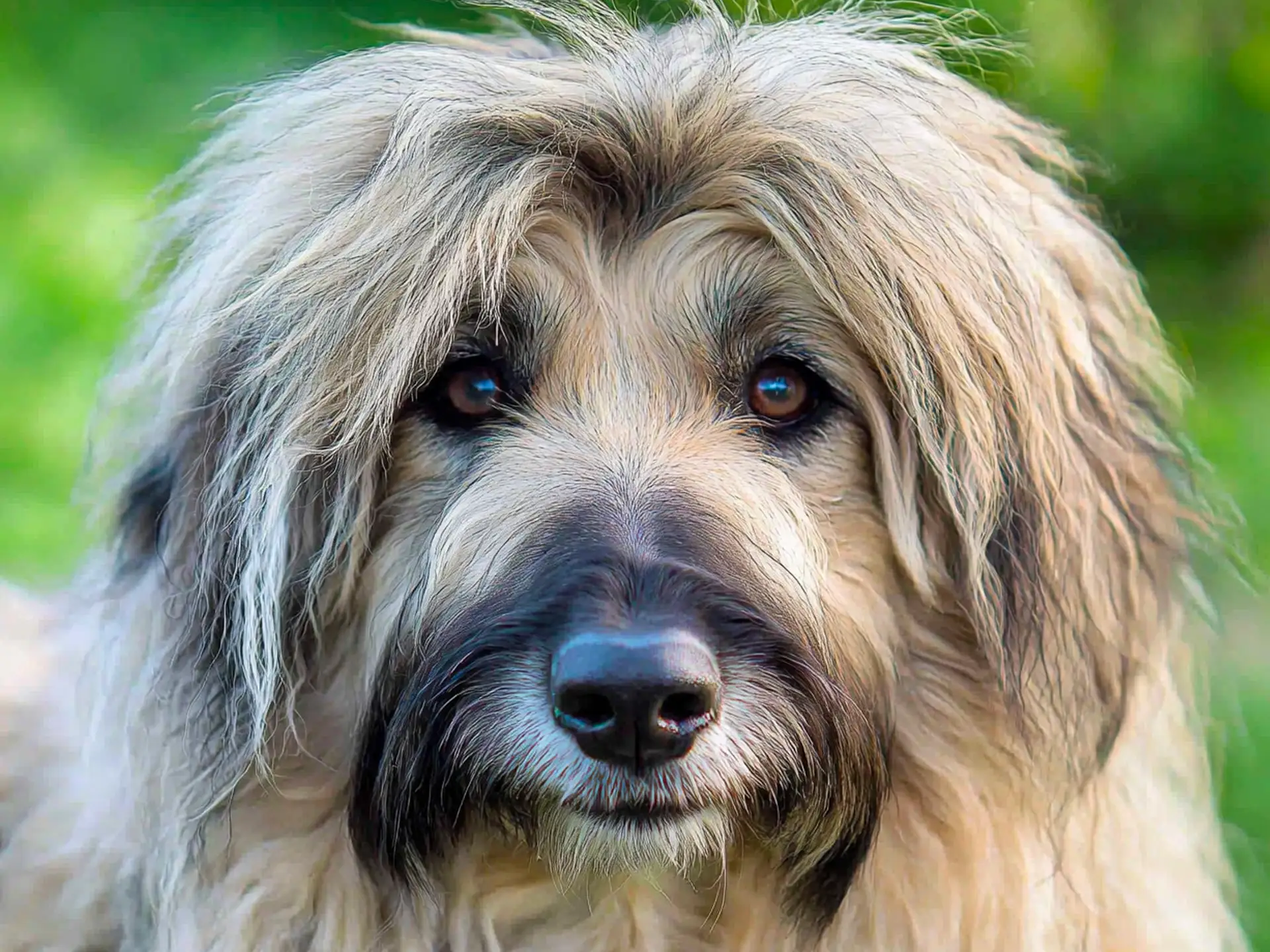 Close-up of a Romanian Mioritic Shepherd dog's face showing its expressive eyes and fluffy coat