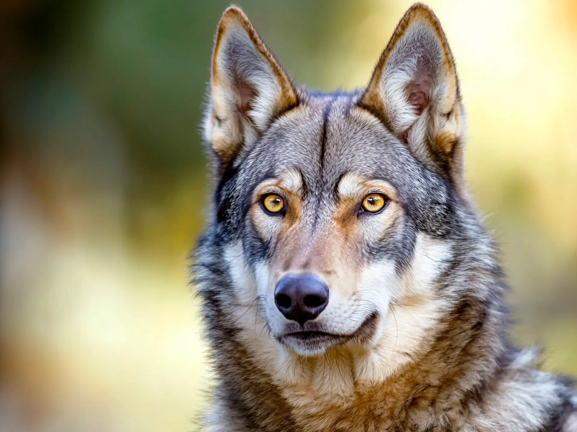 Close-up of a Saarloos Wolfdog's face with piercing amber eyes and thick, wolf-like fur