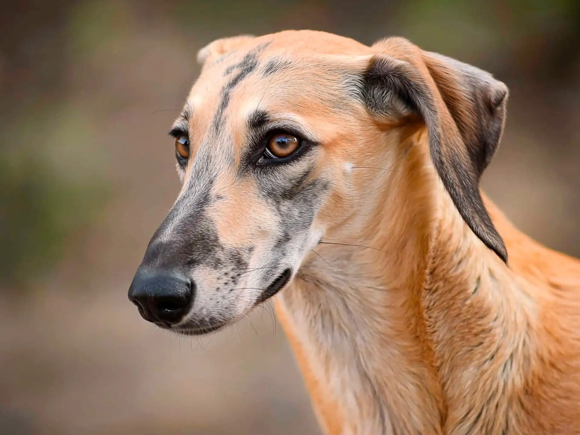 Side profile of a tan Sloughi with expressive eyes and a smooth coat, captured in a natural outdoor setting.