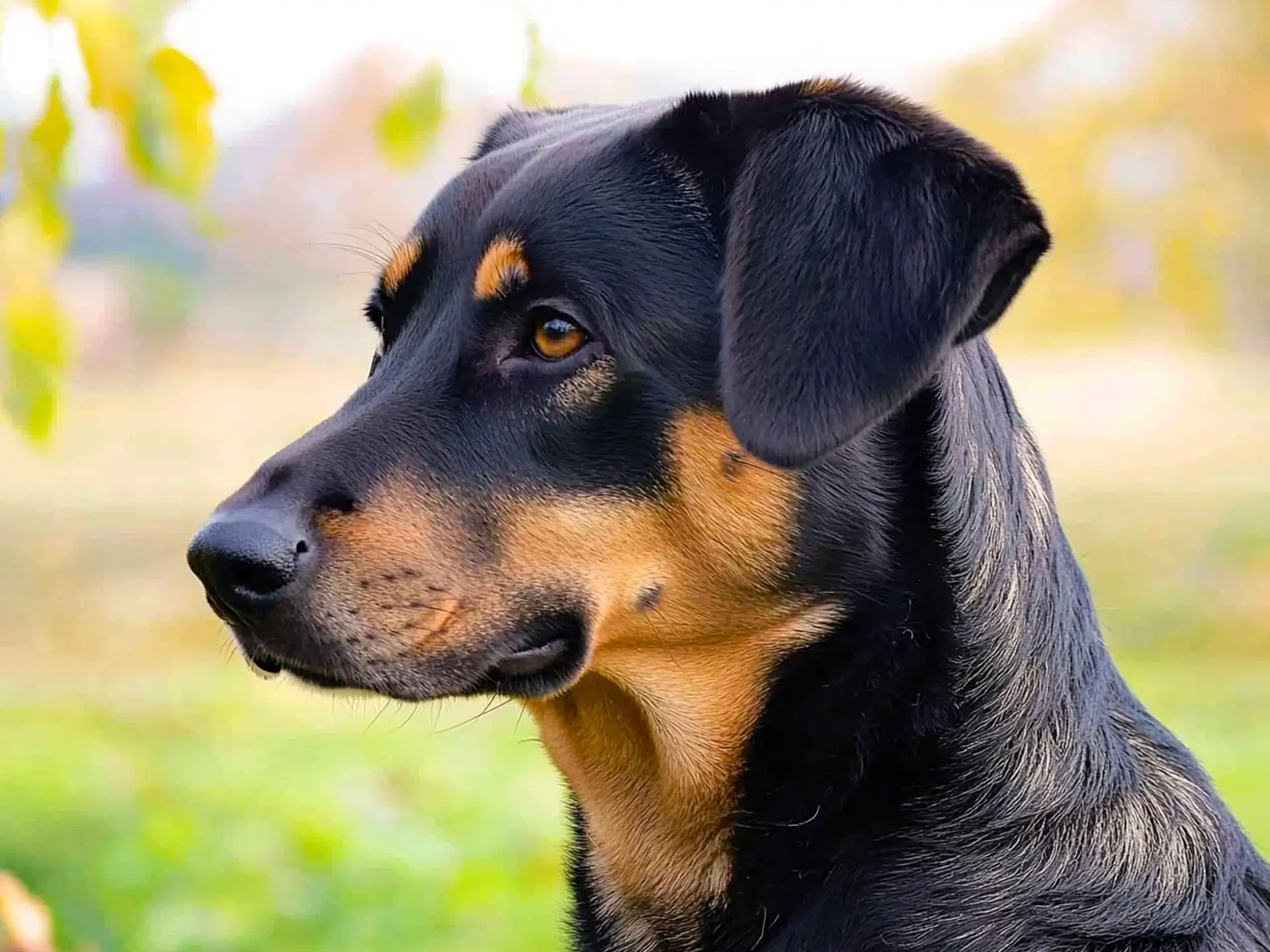 Close-up of a Slovenský Kopov, highlighting its intelligent eyes and sleek black and tan coat.