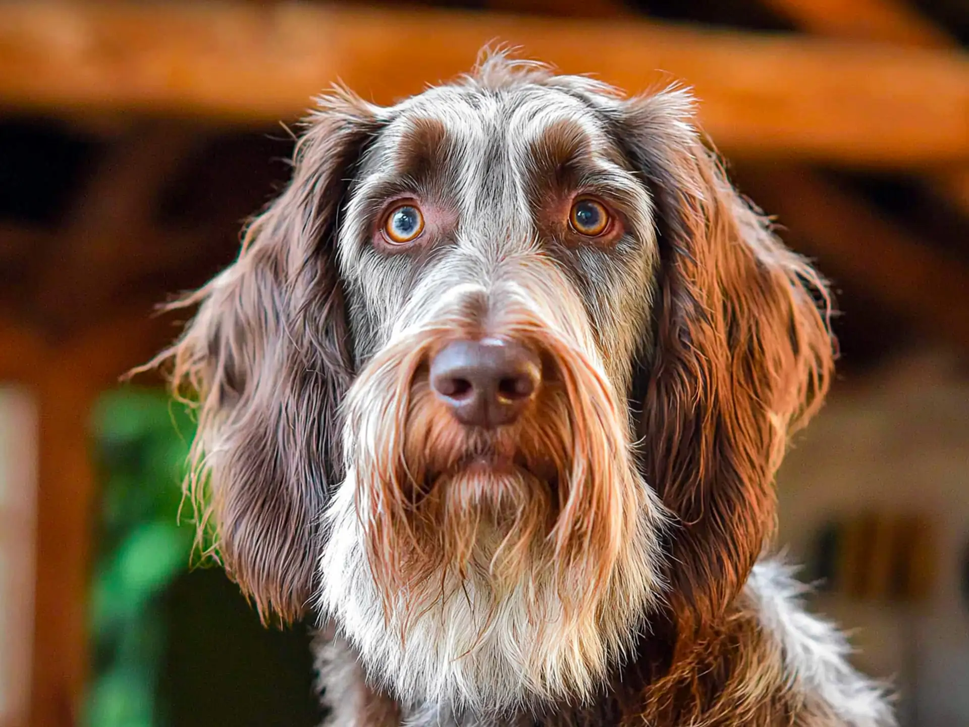 Close-up of a Spinone Italiano's face, highlighting its soulful eyes and distinctive beard