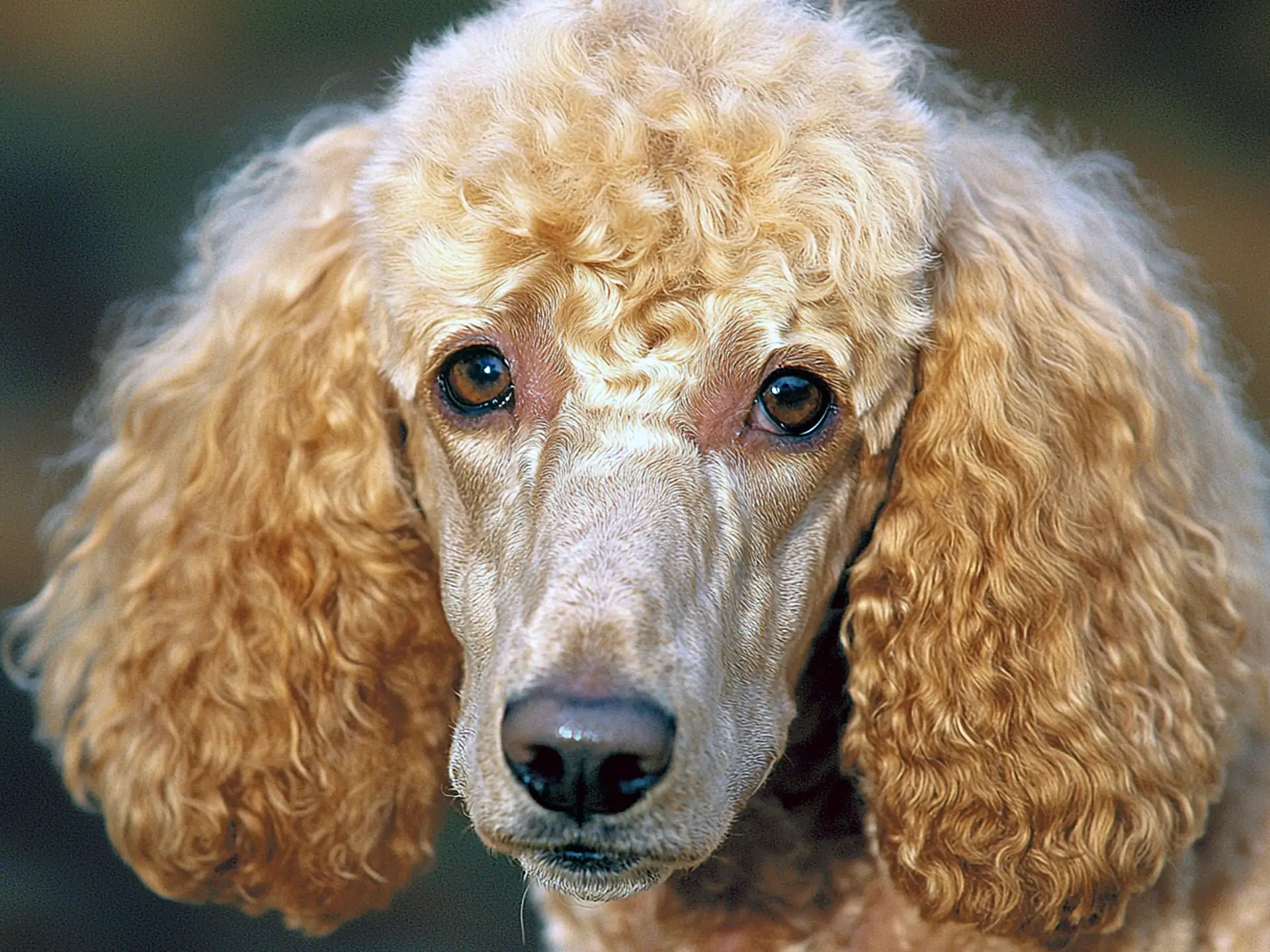 Close-up of a Standard Poodle's curly golden coat and expressive eyes