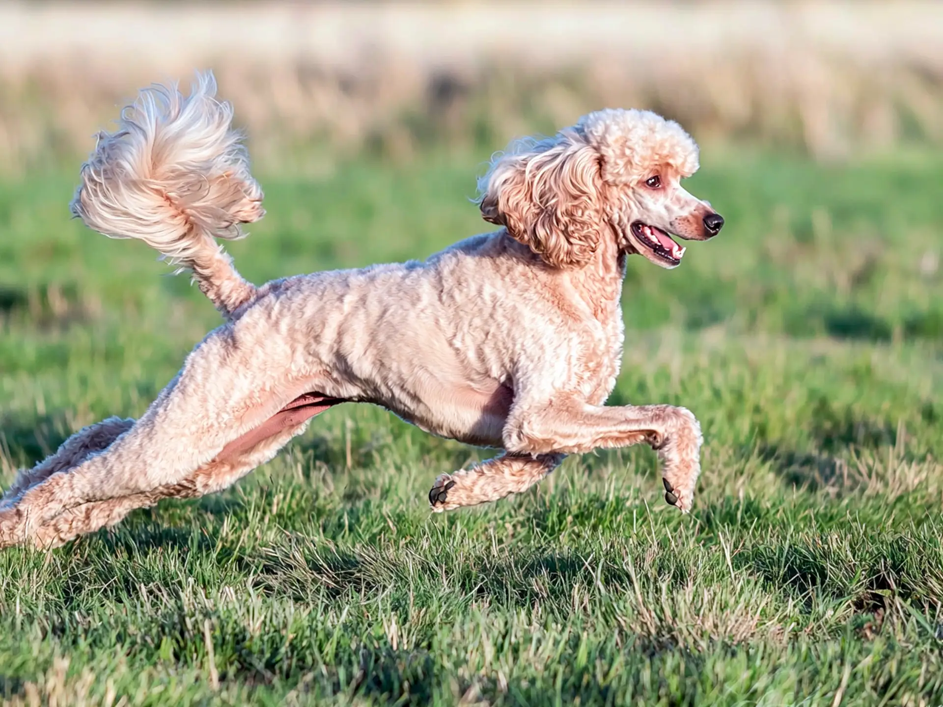 Standard Poodle running gracefully across a grassy field