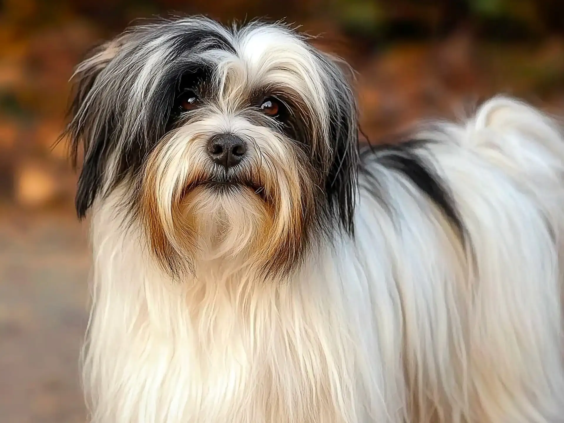 Close-up of a Tibetan Terrier with a long, flowing black and white coat and expressive dark eyes, standing outdoors