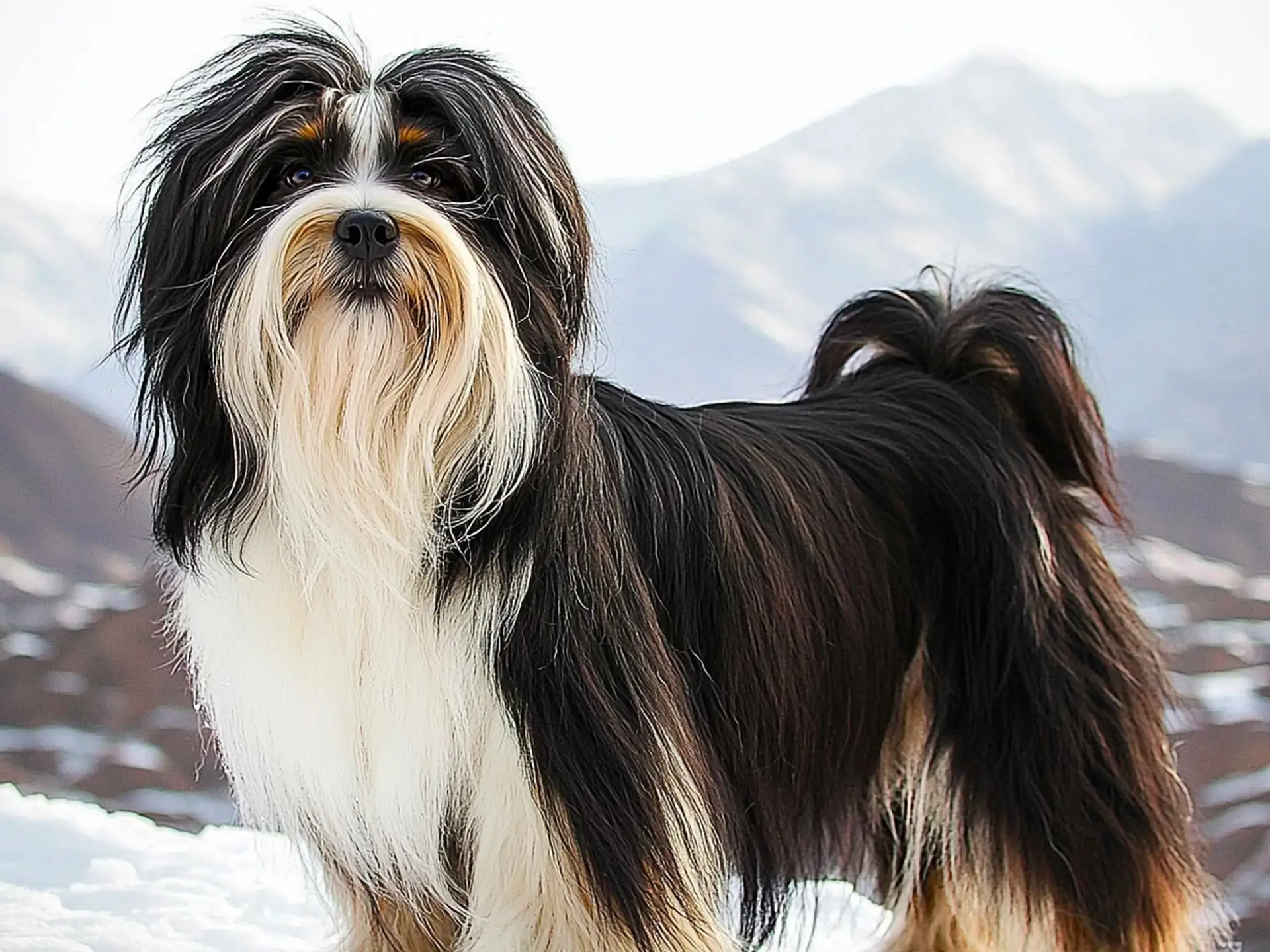 Tibetan Terrier standing in a snowy mountain landscape, showcasing its long, flowing black and white coat