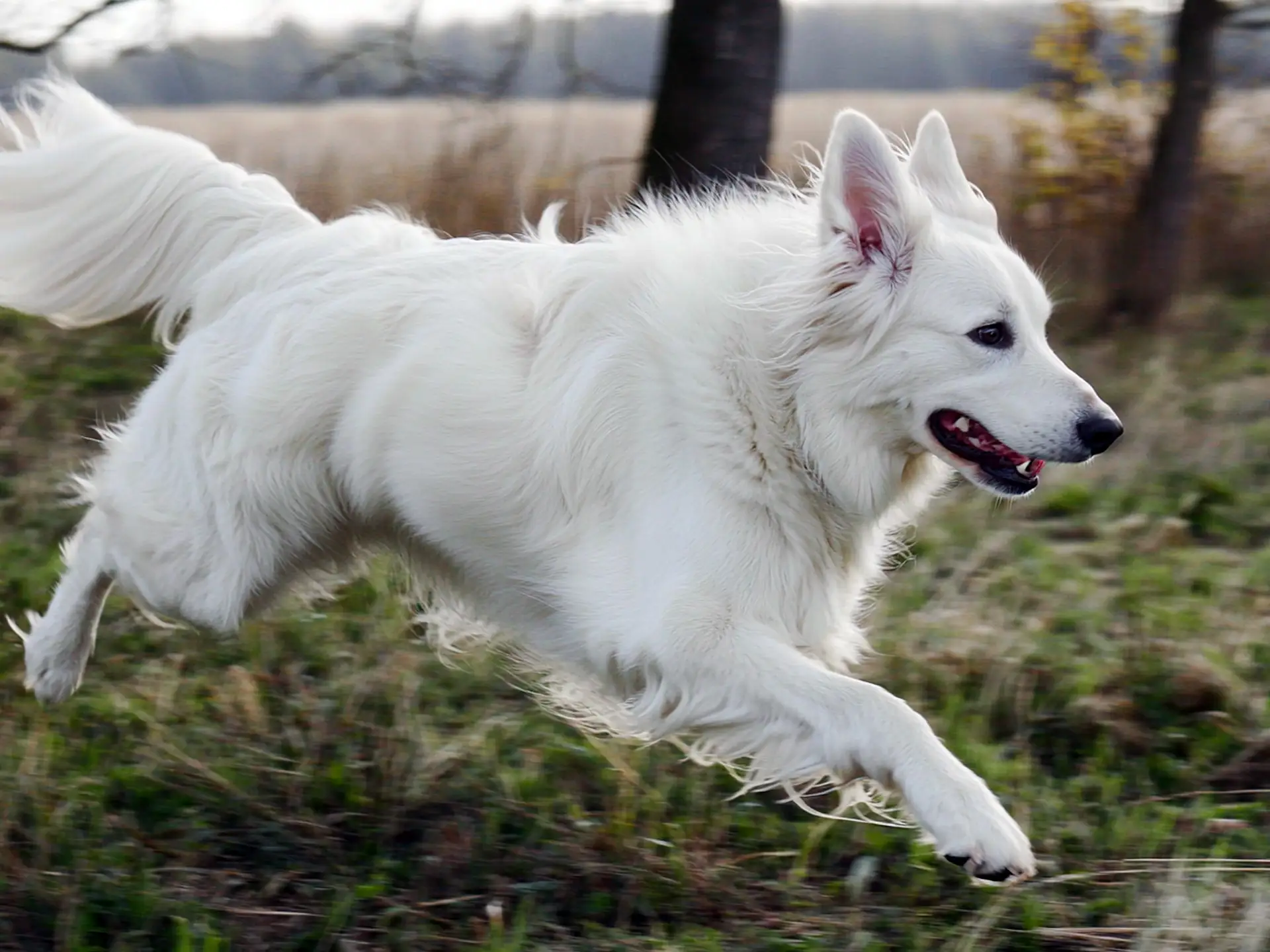 White Swiss Shepherd running energetically through a grassy field with trees in the background