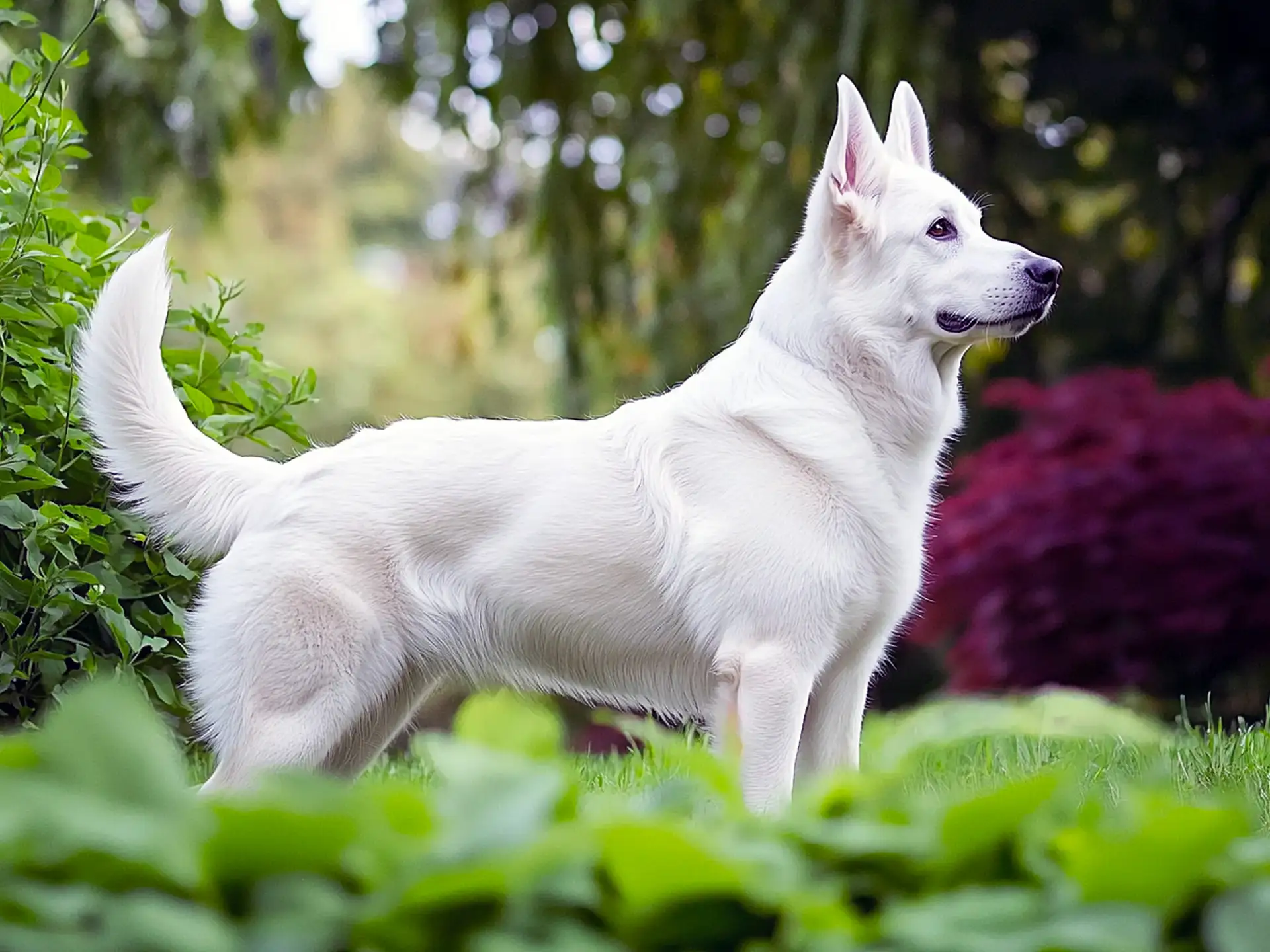 Elegant White Swiss Shepherd standing in a garden with greenery and a vibrant background