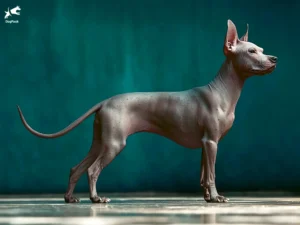 Xoloitzcuintli Dog breed full body view standing against green background