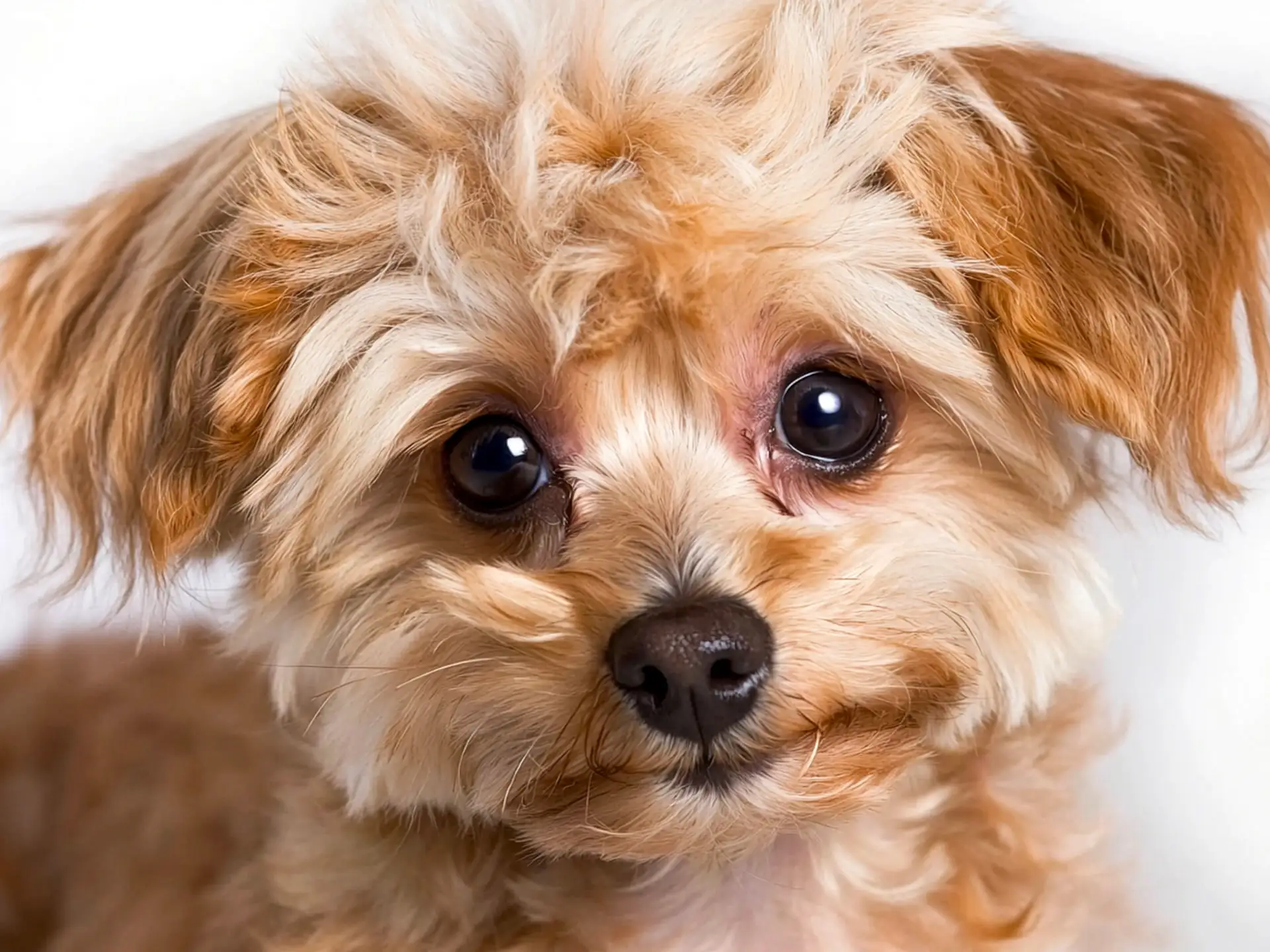 Close-up portrait of an adorable Yorkiepoo with fluffy tan and cream-colored fur.