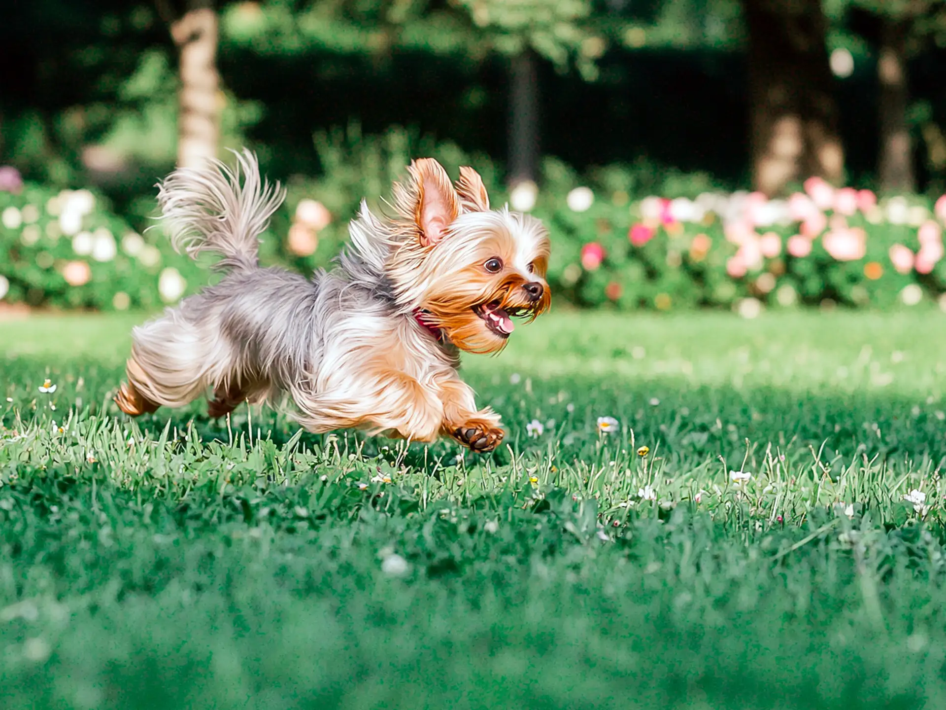 Energetic Yorkshire Terrier playing outdoors on a green lawn with colorful flowers