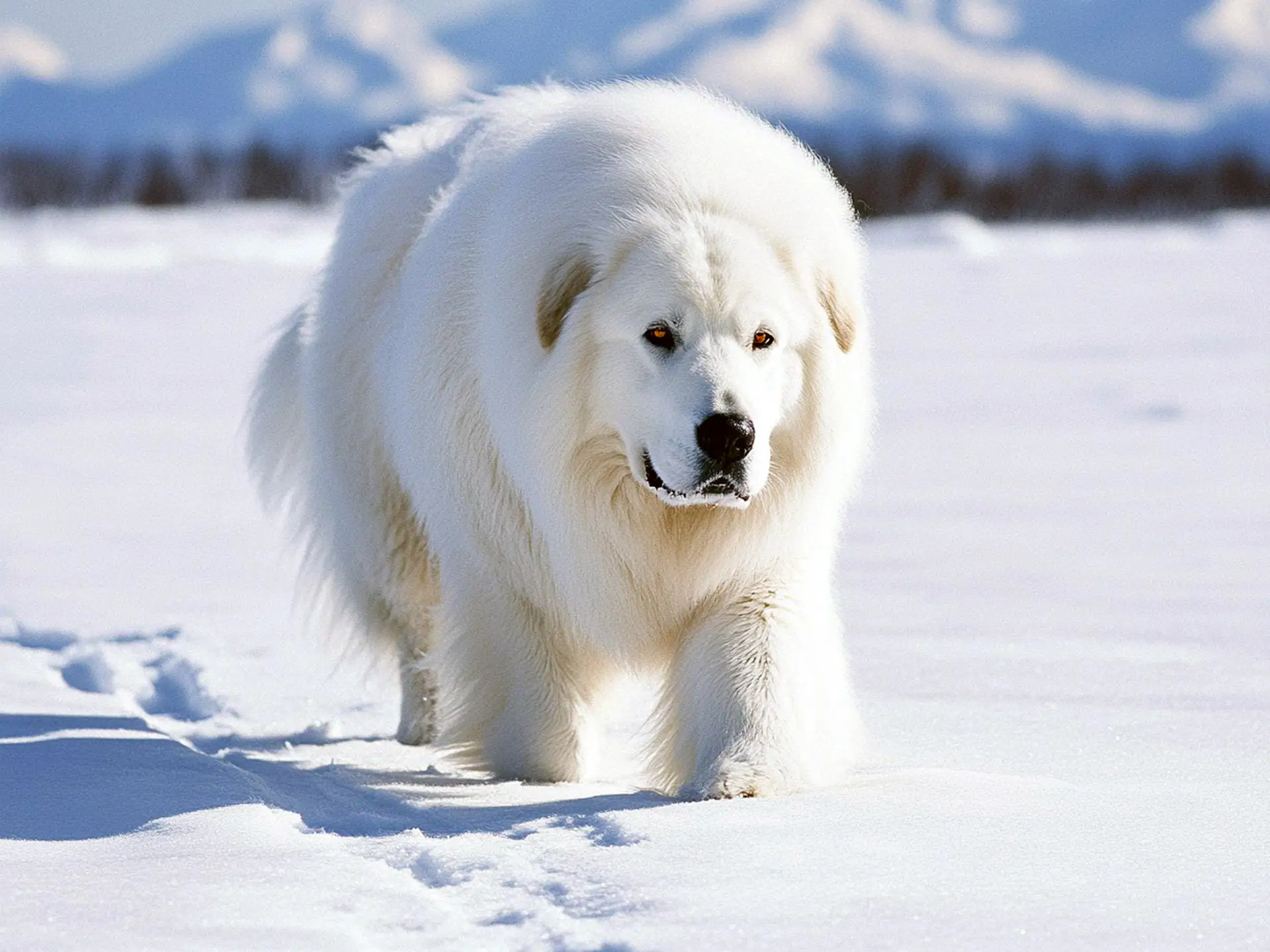 A large, white Great Pyrenees with a thick coat, closely resembling a polar bear in a snowy setting.