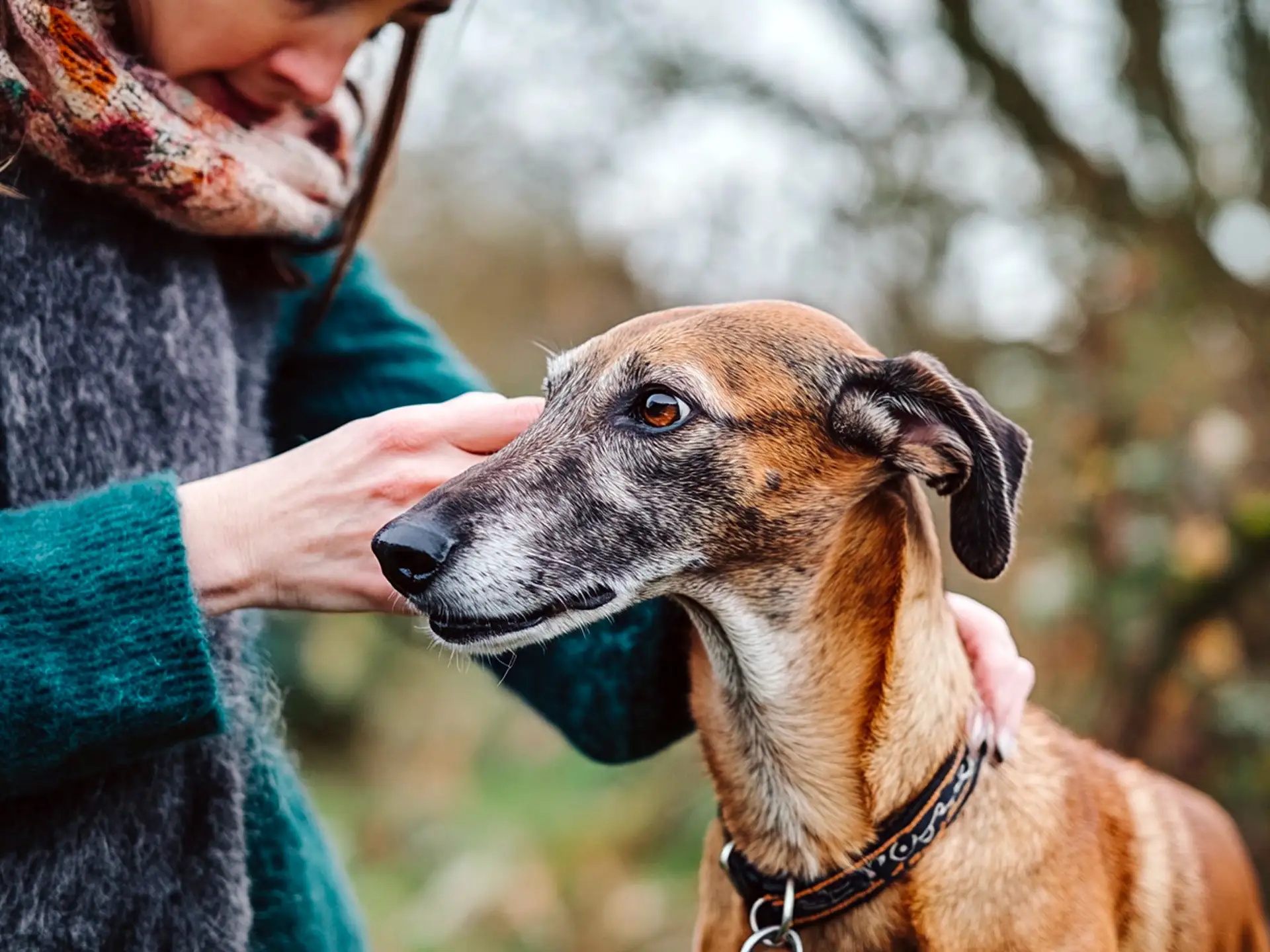 A dog owner grooming a hound and checking its ears, demonstrating proper care for dogs with a strong sense of smell