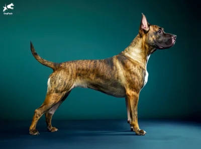 German Shepherd Pit Bull