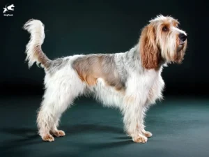 Grand Basset Griffon Vendéen Dog breed full body view standing against green background