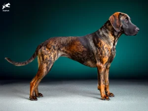 Hanoverian Scenthound Dog breed full body view standing against green background