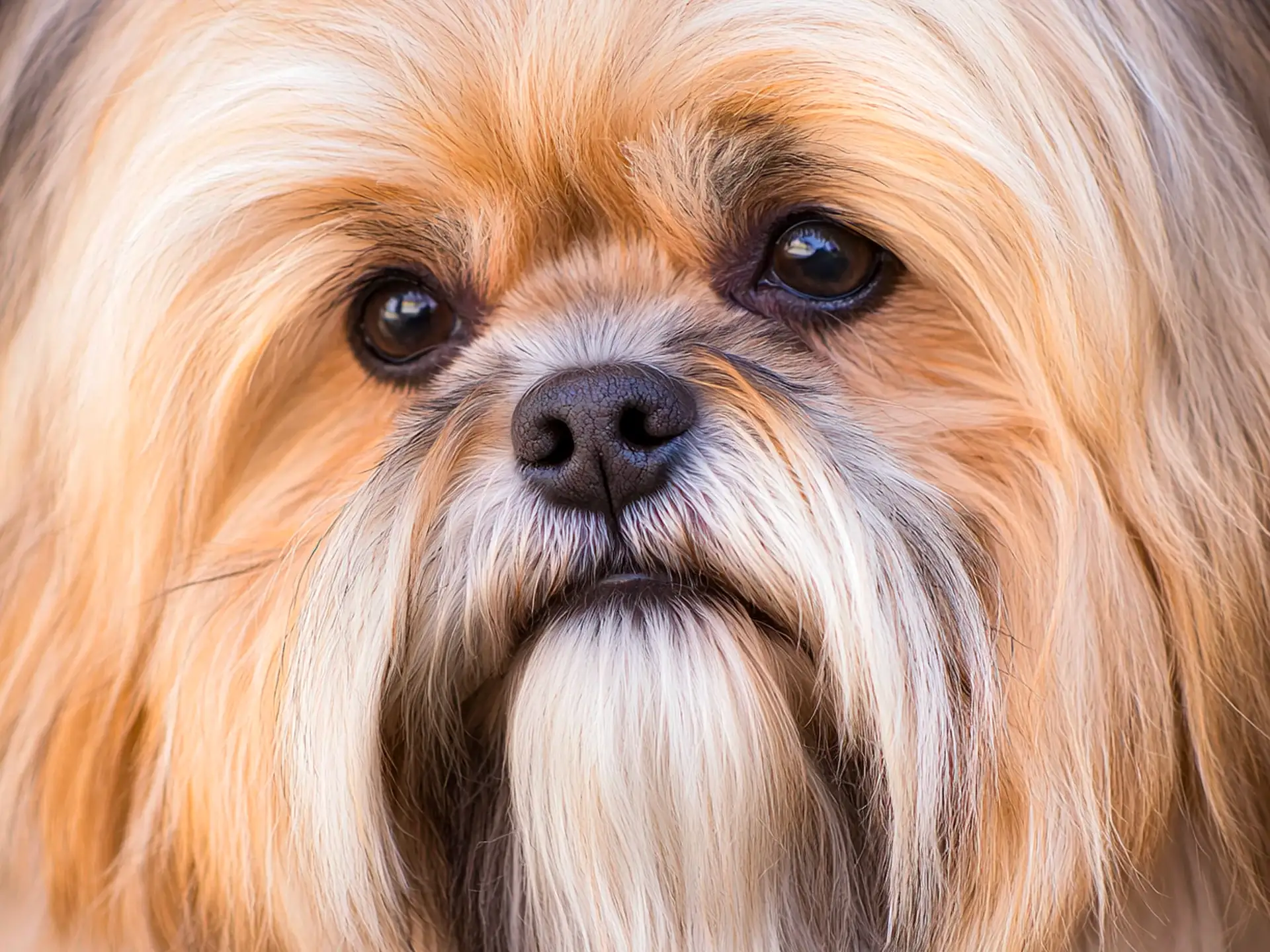 Close-up of a Lhasa Apso with long, flowing golden fur and dark expressive eyes.