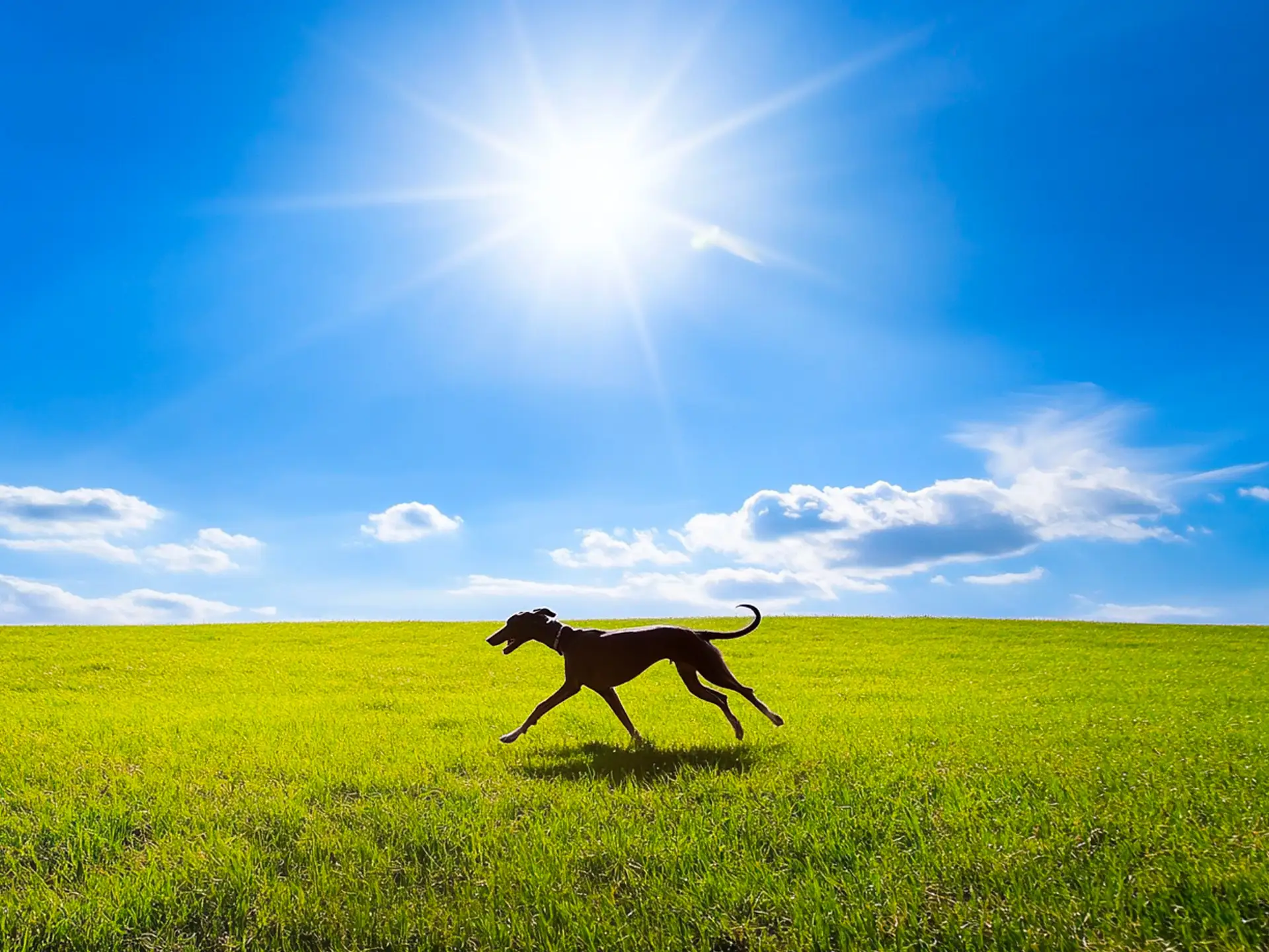 A Whippet sprinting across a grassy field under the sun