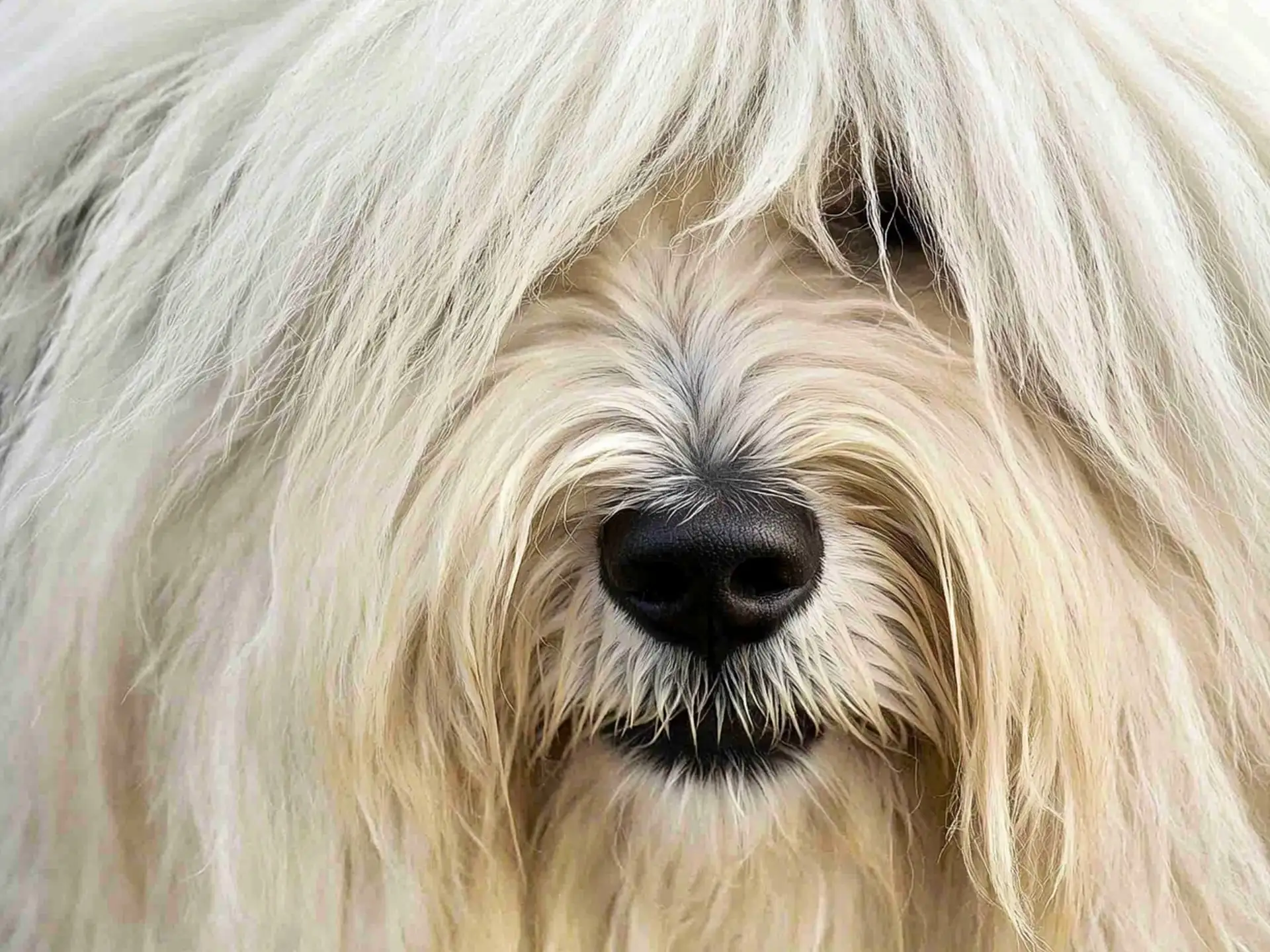 Close-up of an Old English Sheepdog with a long, shaggy white coat covering its eyes