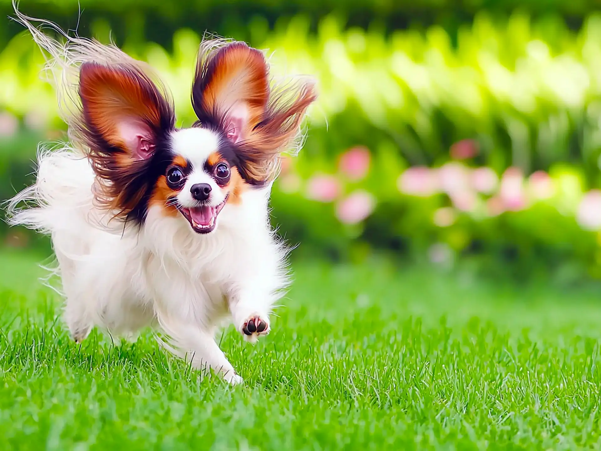 Papillon running on green grass with large butterfly-like ears flapping.