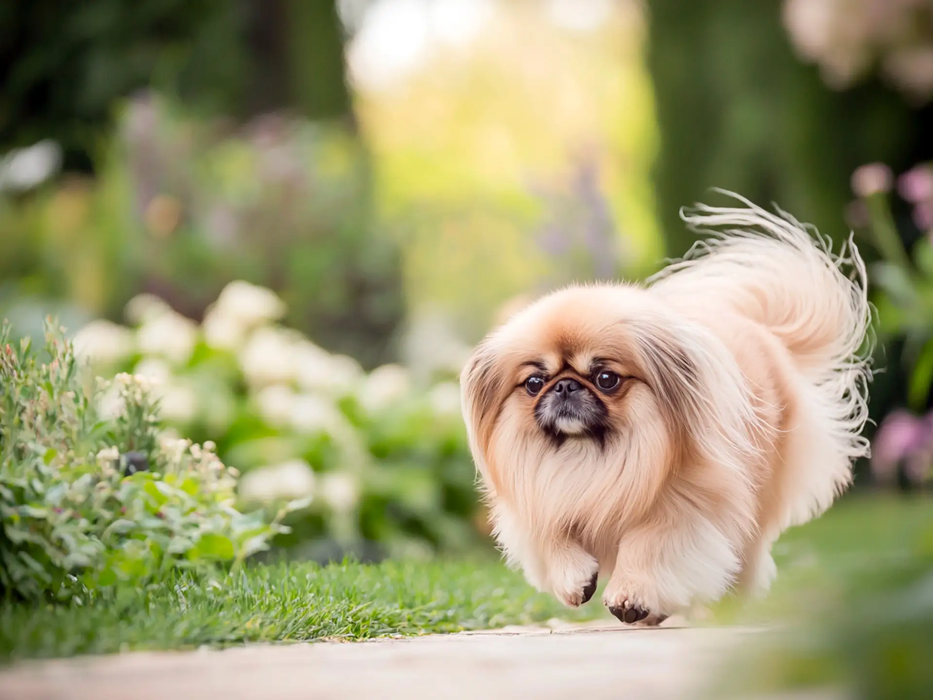 Pekingese dog running on a garden pathway with a flowing coat and an alert expression.