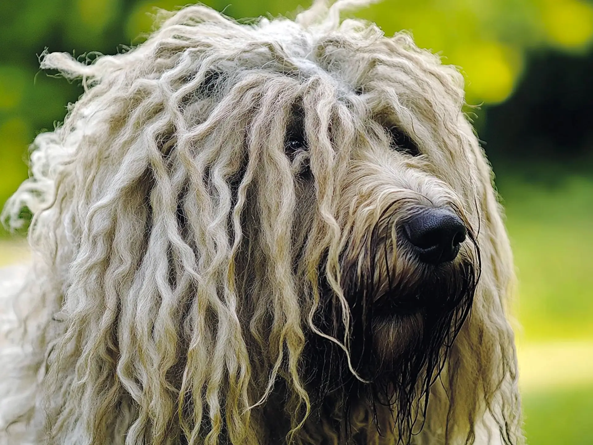 Close-up of a Puli dog with distinctive corded coat, showing its unique fur texture in an outdoor setting