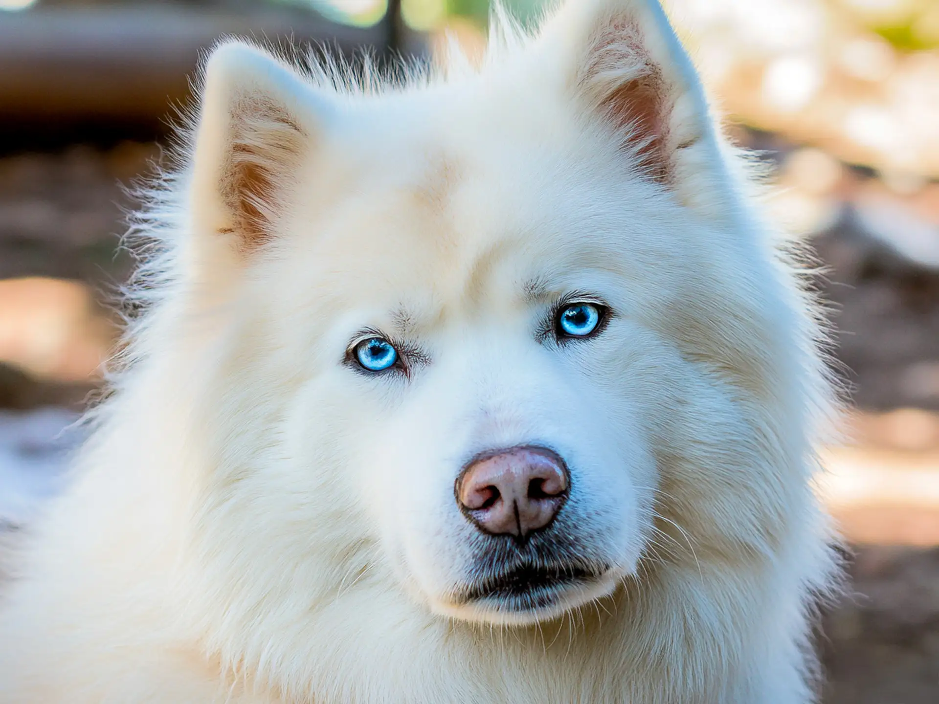 A close-up of a Samusky with piercing blue eyes and a fluffy white coat