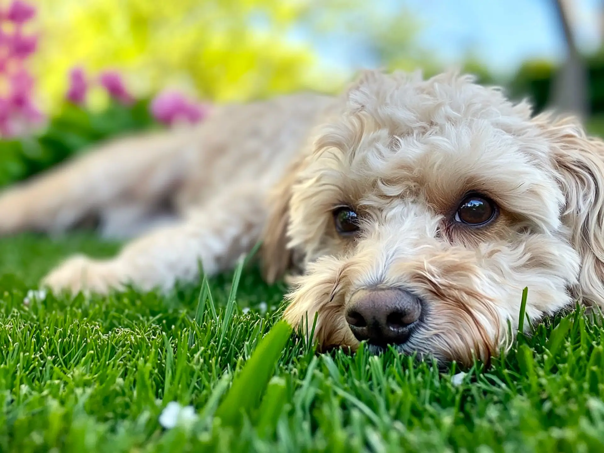 A Schnoodle dog lying peacefully on lush green grass with colorful flowers in the background