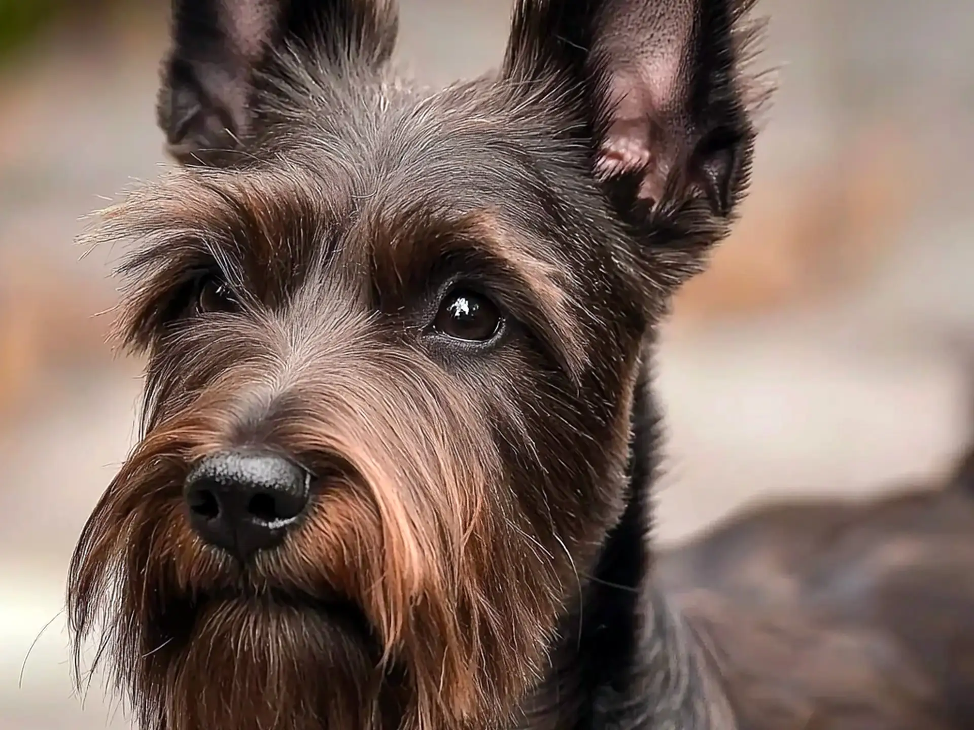 Close-up of a Scottish Terrier with a black and tan beard and focused eyes