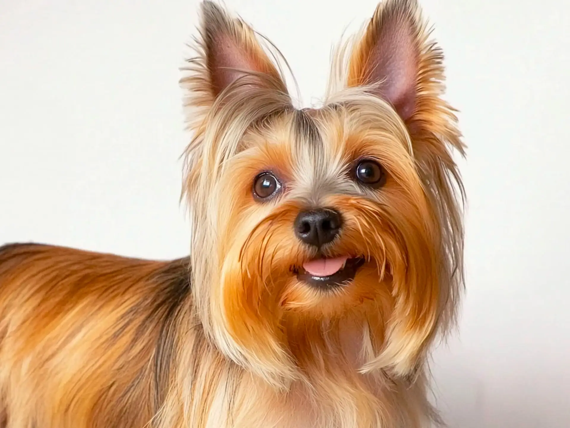 Close-up portrait of a Silky Terrier with a shiny tan and blue coat, perked ears, and a happy expression