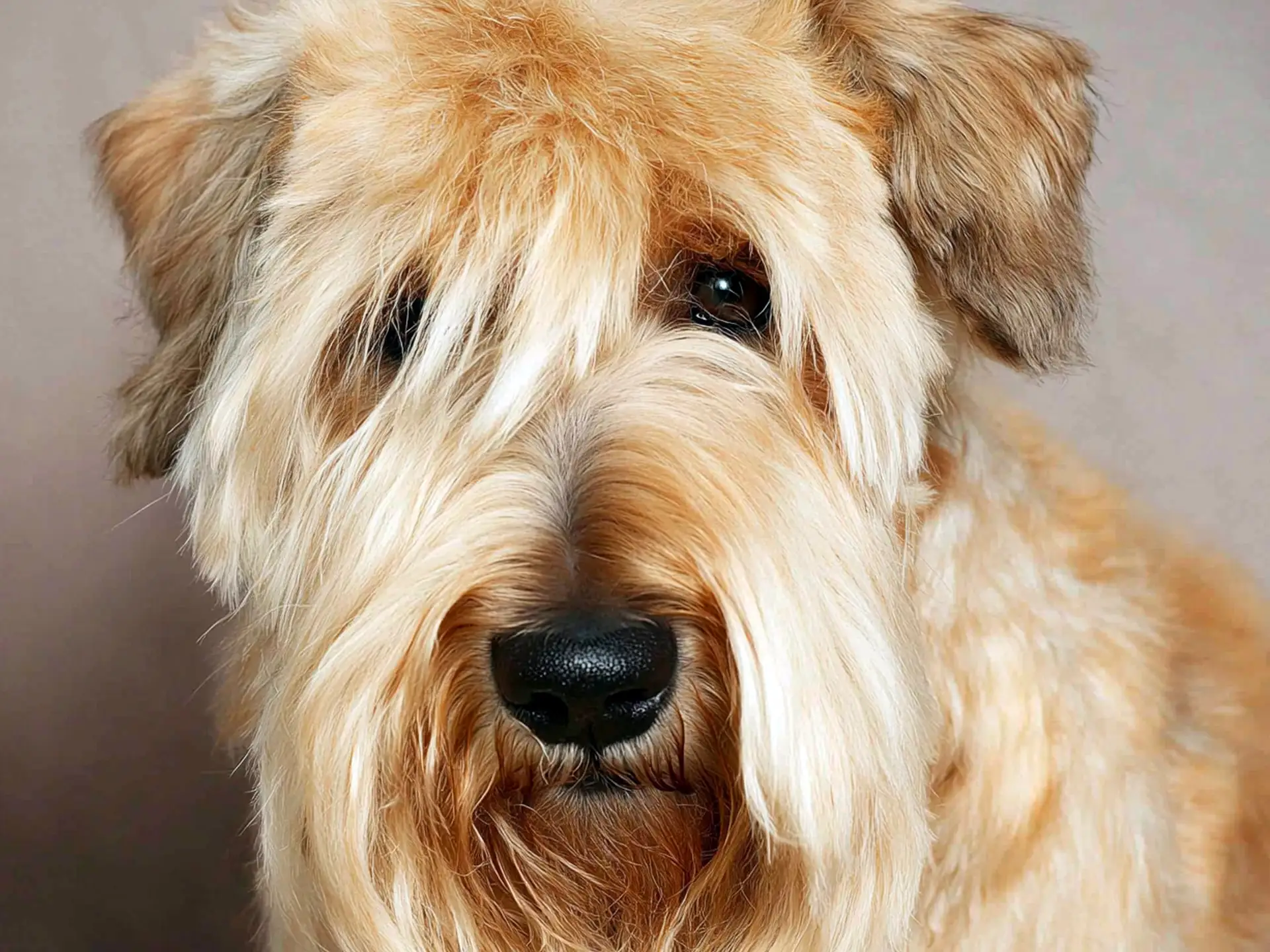 Close-up portrait of a Soft Coated Wheaten Terrier with a wavy golden coat