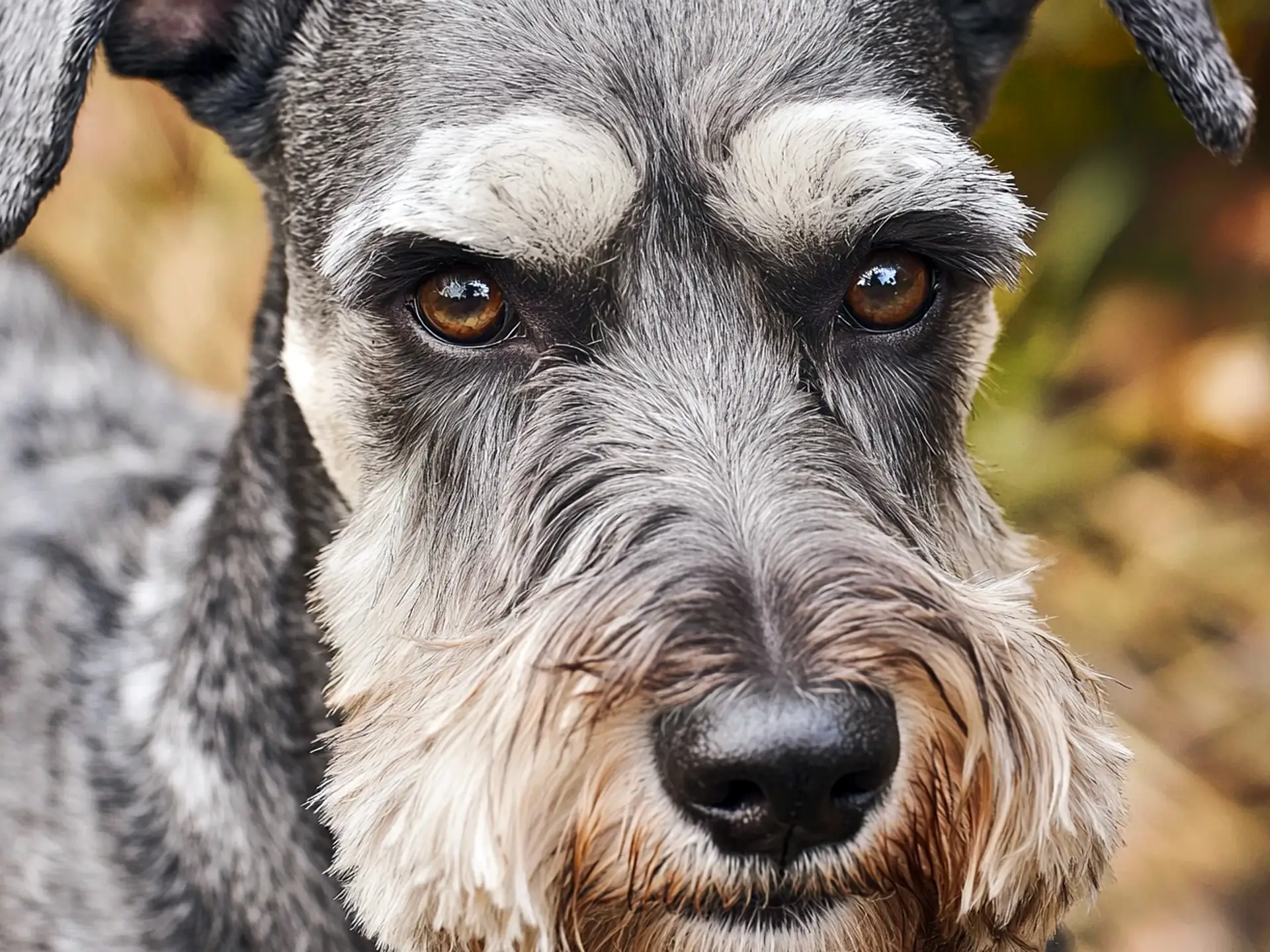 Close-up of a Standard Schnauzer's face with distinctive eyebrows and beard