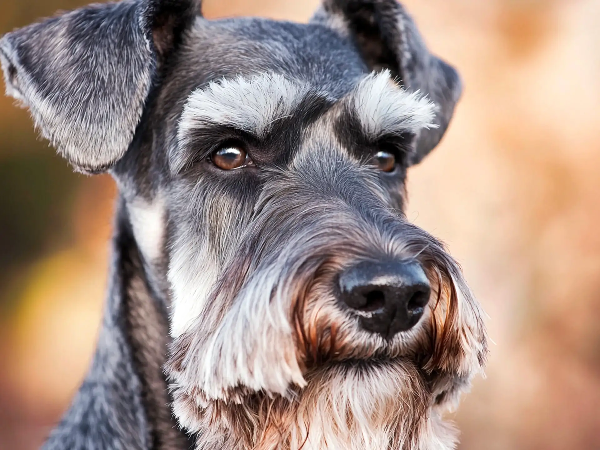 Side profile of a Standard Schnauzer showing its wiry coat and strong build