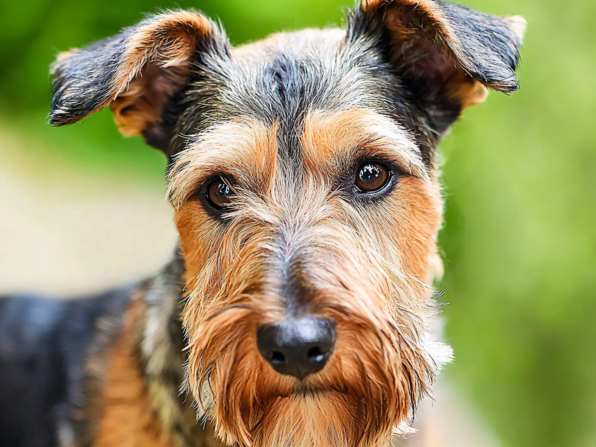 Close-up of a Welsh Terrier with expressive eyes and a wiry coat