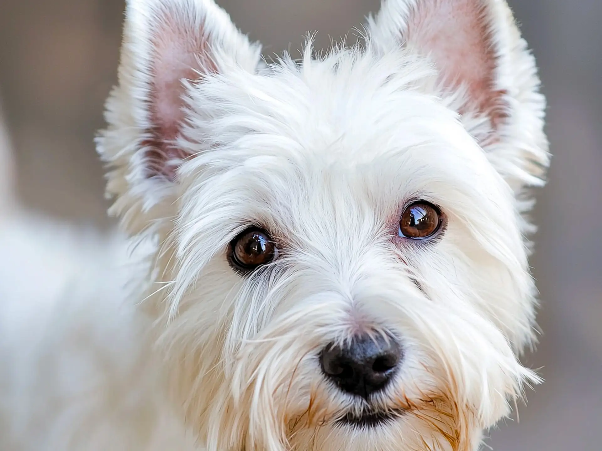 Close-up of a West Highland White Terrier with bright eyes.