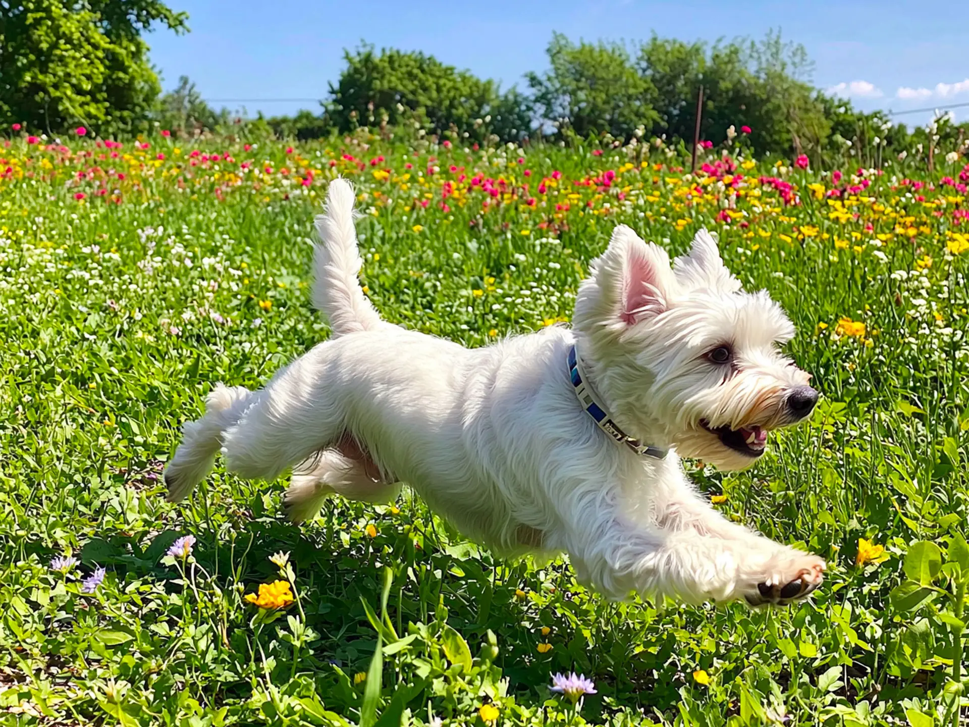 West Highland White Terrier running through a field of flowers